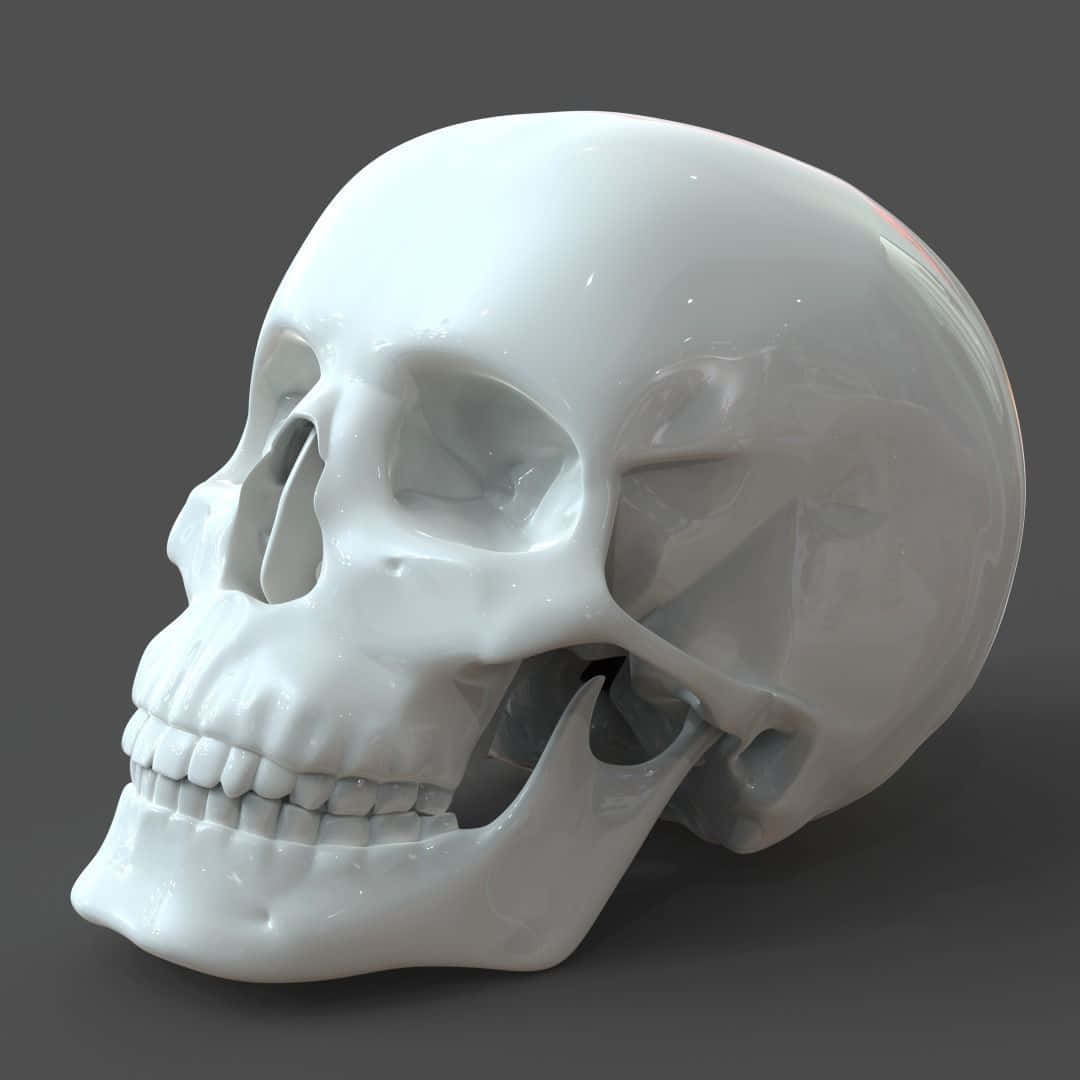 3d Skull 桌布 壁紙 — 一個光澤的白色陶瓷頭骨雕塑，細節銳利，在灰色工作室背景上帶有柔和陰影。
