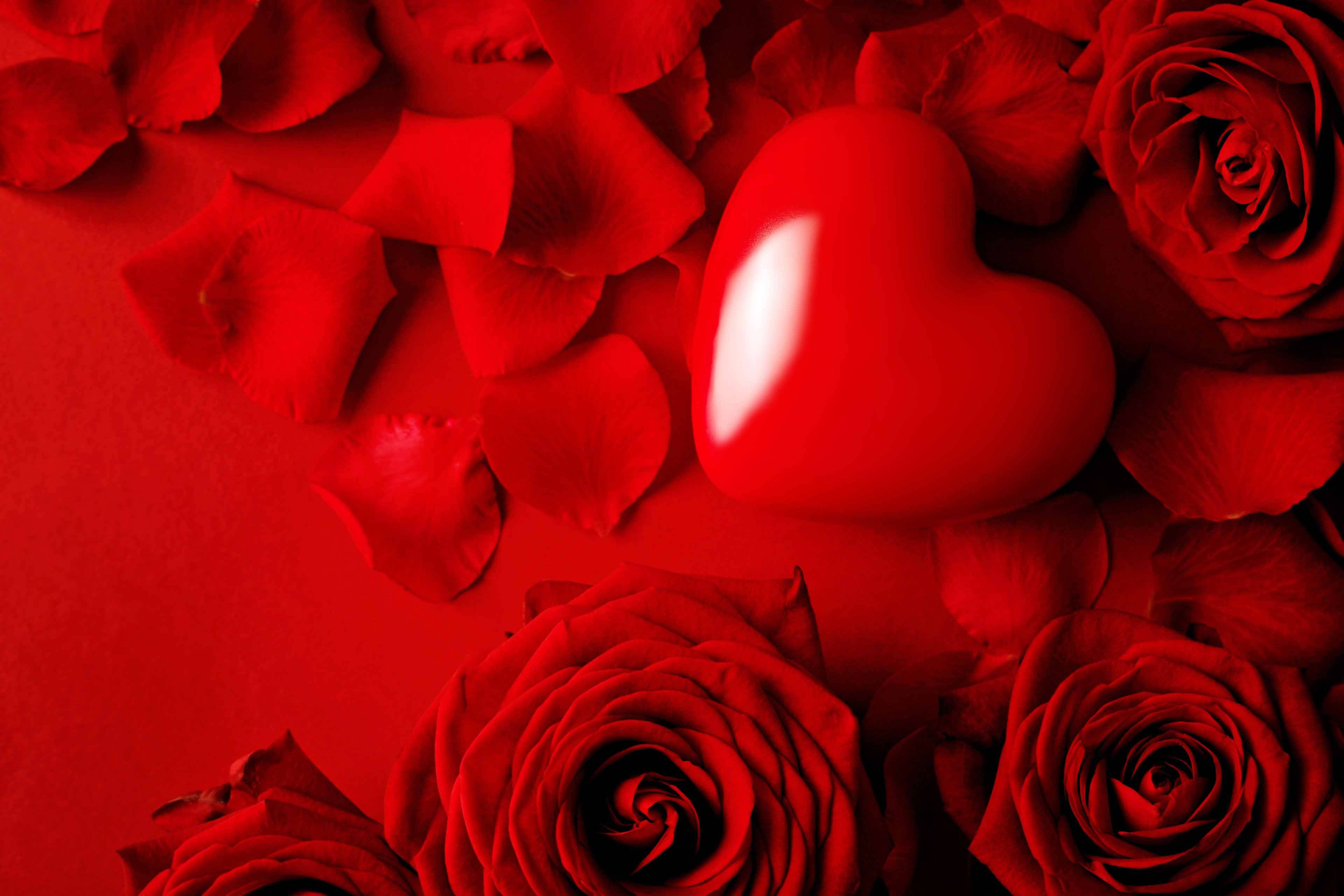 Roses 桌布 壁紙 — 一個光澤的紅色心形放在深紅色玫瑰花瓣和花朵之間，位於單色紅色表面上。