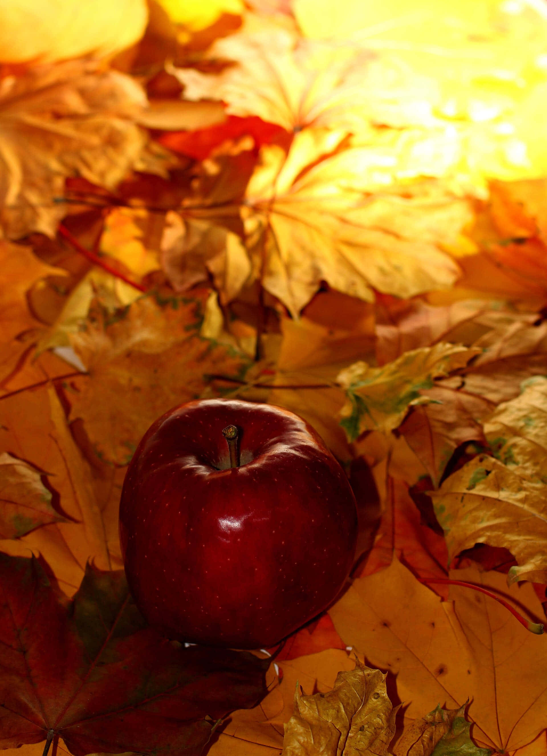Fall Leaves iPhone 桌布 壁紙 — 一個光澤的紅蘋果放在沐浴在溫暖陽光中的金色秋葉之間。
