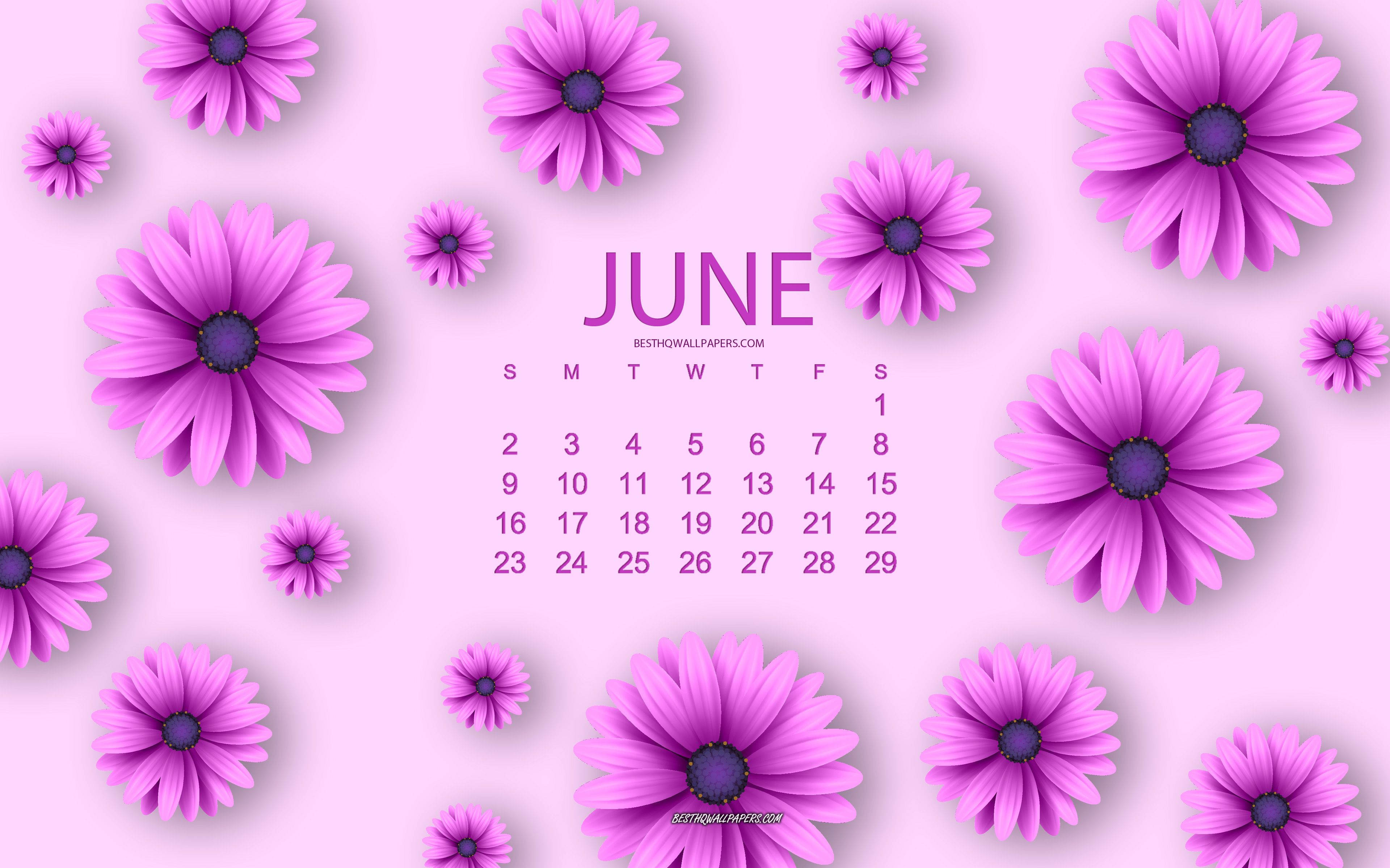 June 桌布 壁紙 — 一個六月日曆，周圍環繞著充滿活力的紫色雛菊，背景是柔和的粉紅色。