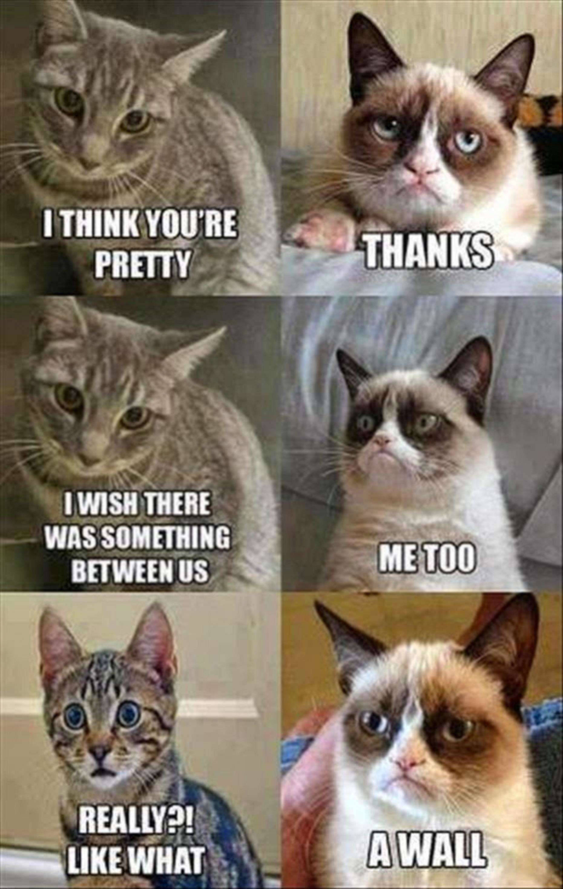 Funny Meme 桌布 壁紙 — 一個六格迷因，展示一隻灰色虎斑貓和 Grumpy Cat 交換關於浪漫興趣的尷尬幽默對話。