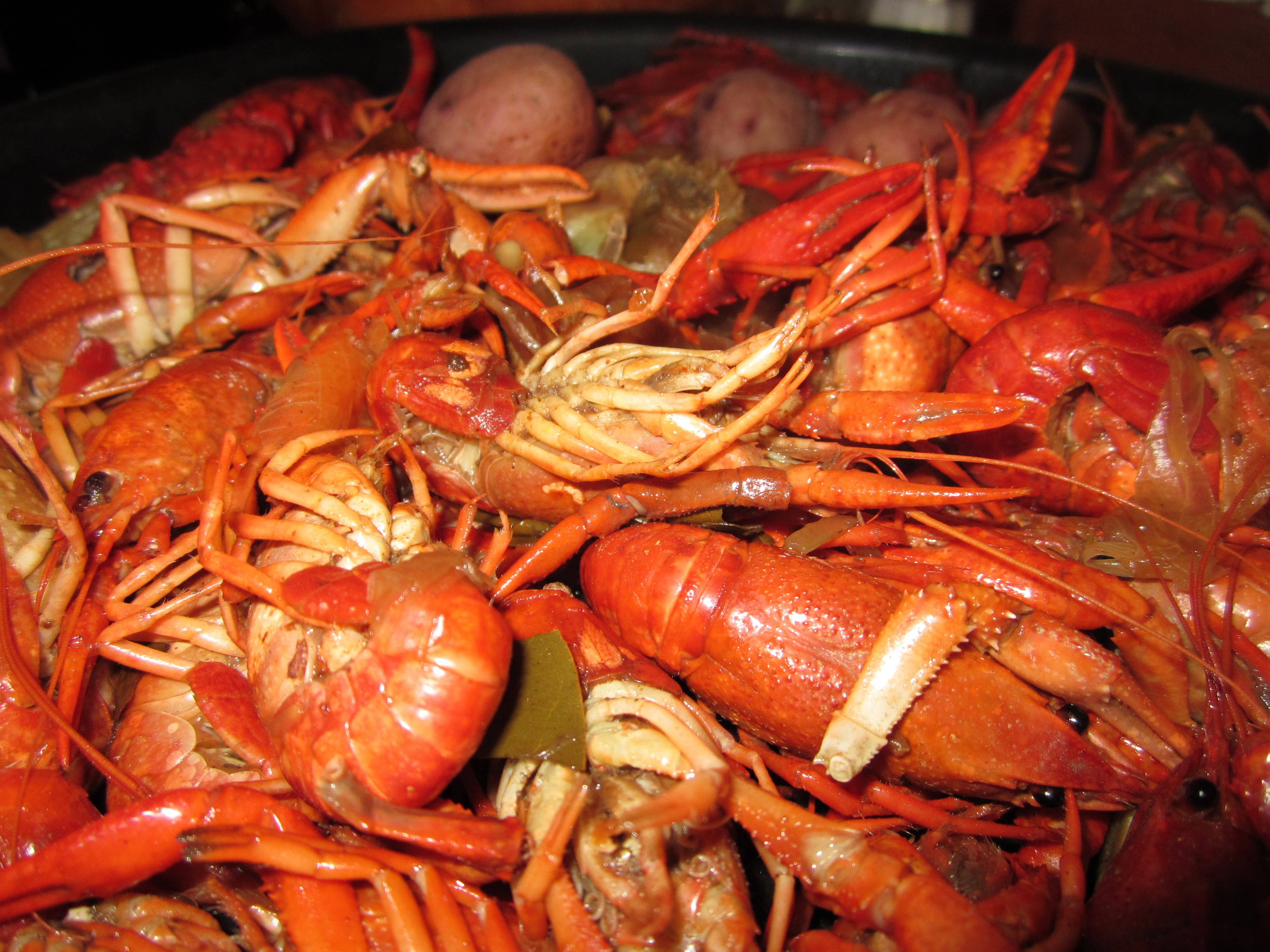 Lobster 桌布 壁紙 — 一個冒著蒸氣的鍋，裝滿了鮮紅色的煮熟小龍蝦和馬鈴薯，浸在濃郁的湯汁中。