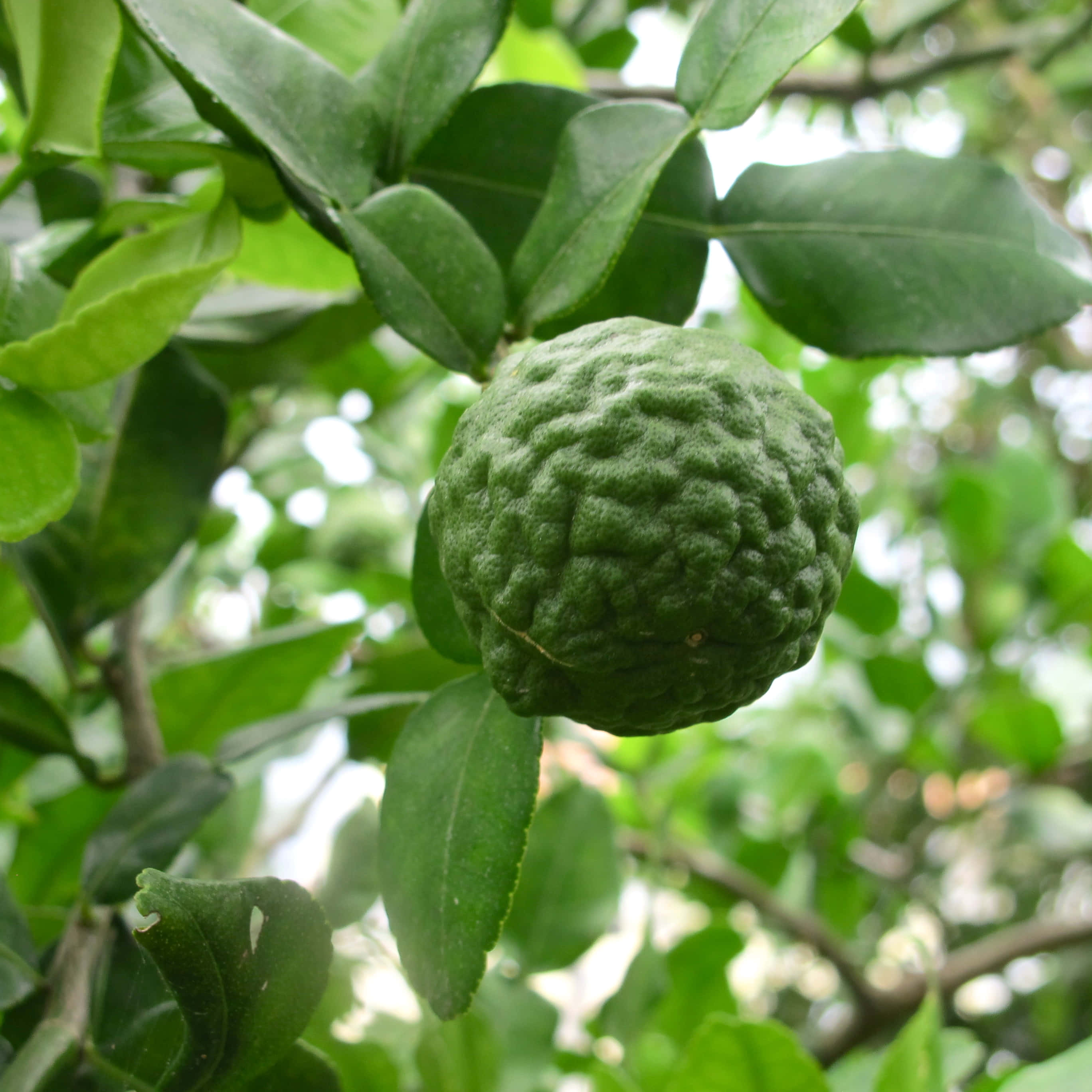 Fruit 桌布 壁紙 — 一個凹凸不平的綠色柑橘類水果掛在茂密的樹葉間，樹上柔和陽光穿透而過。