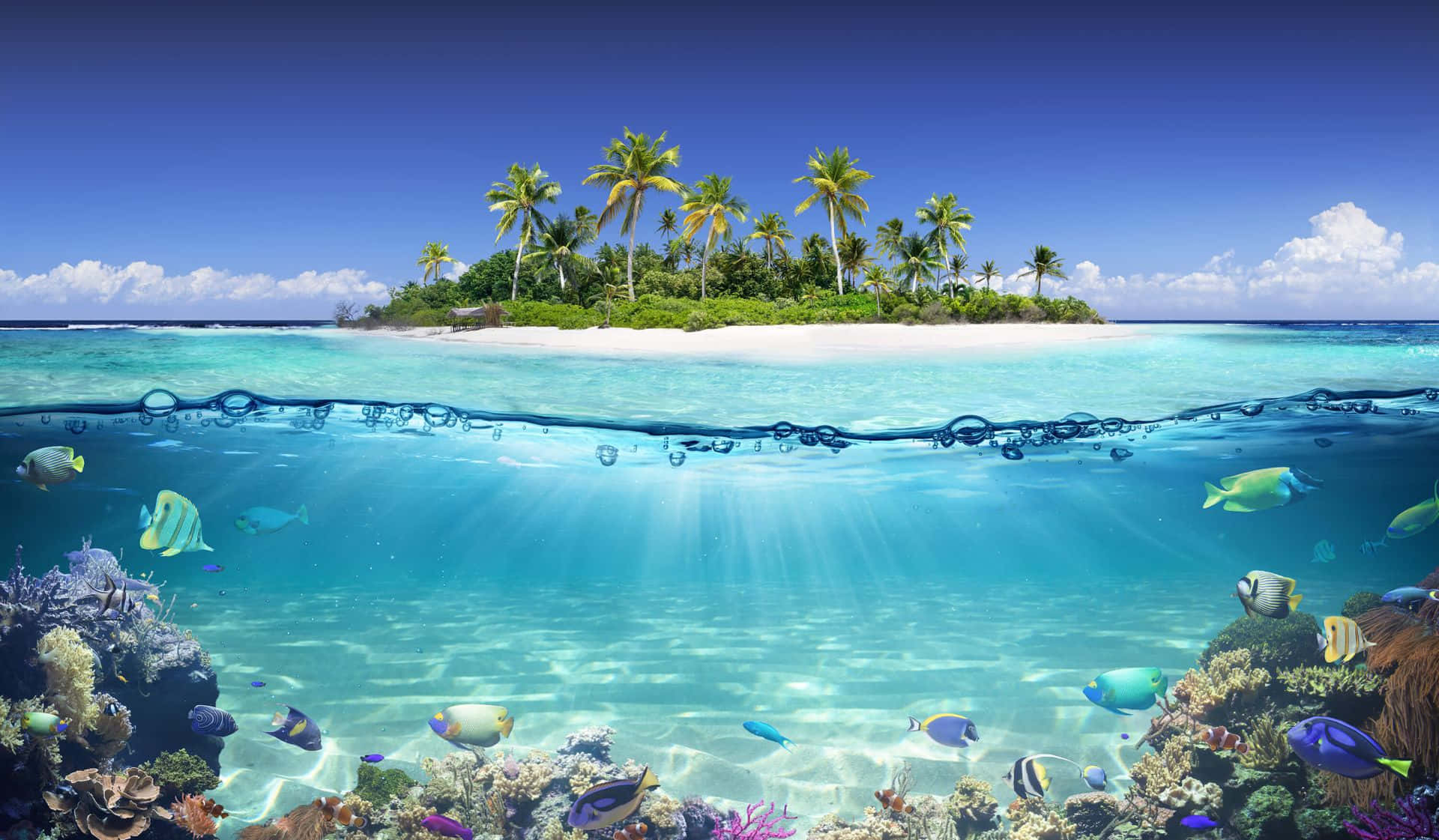 Coral Reef 桌布 壁紙 — 一個分屏視角的熱帶天堂，顯示水上棕櫚樹環繞的島嶼和下方充滿魚類的 vibrant 珊瑚礁。