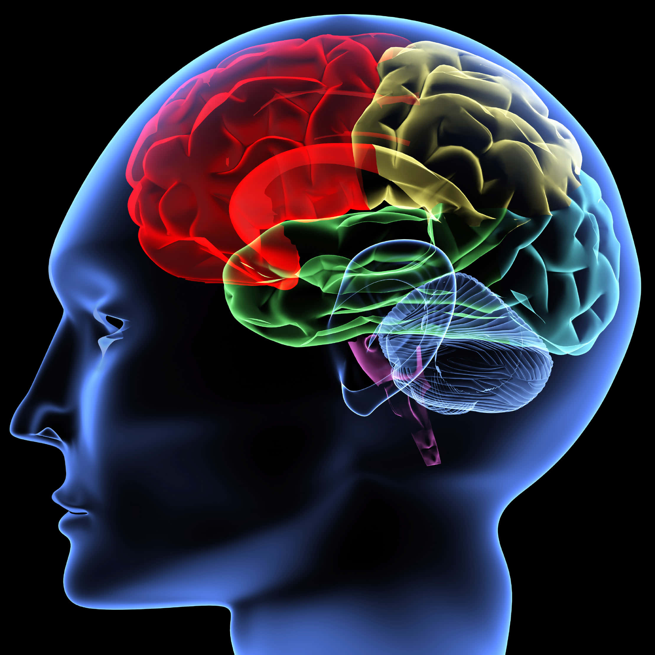 Memory 桌布 壁紙 — 一個半透明的藍色人頭剪影，顯露出一個色彩鮮豔的大腦，帶有紅色、黃色、綠色和青色的部分，在黑色背景上發光。