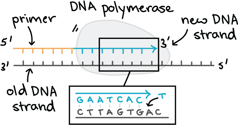 Gene 桌布 壁紙 — 一個卡通DNA聚合酶沿著帶有標記核苷酸的舊模板鏈延伸一條新的DNA鏈。