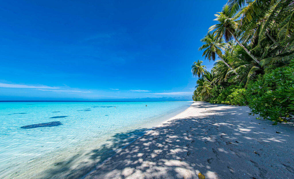 Micronesia 桌布 壁紙 — 一個原始熱帶海灘，有白色沙灘、棕櫚樹和碧綠海水，在清澈的藍天下。