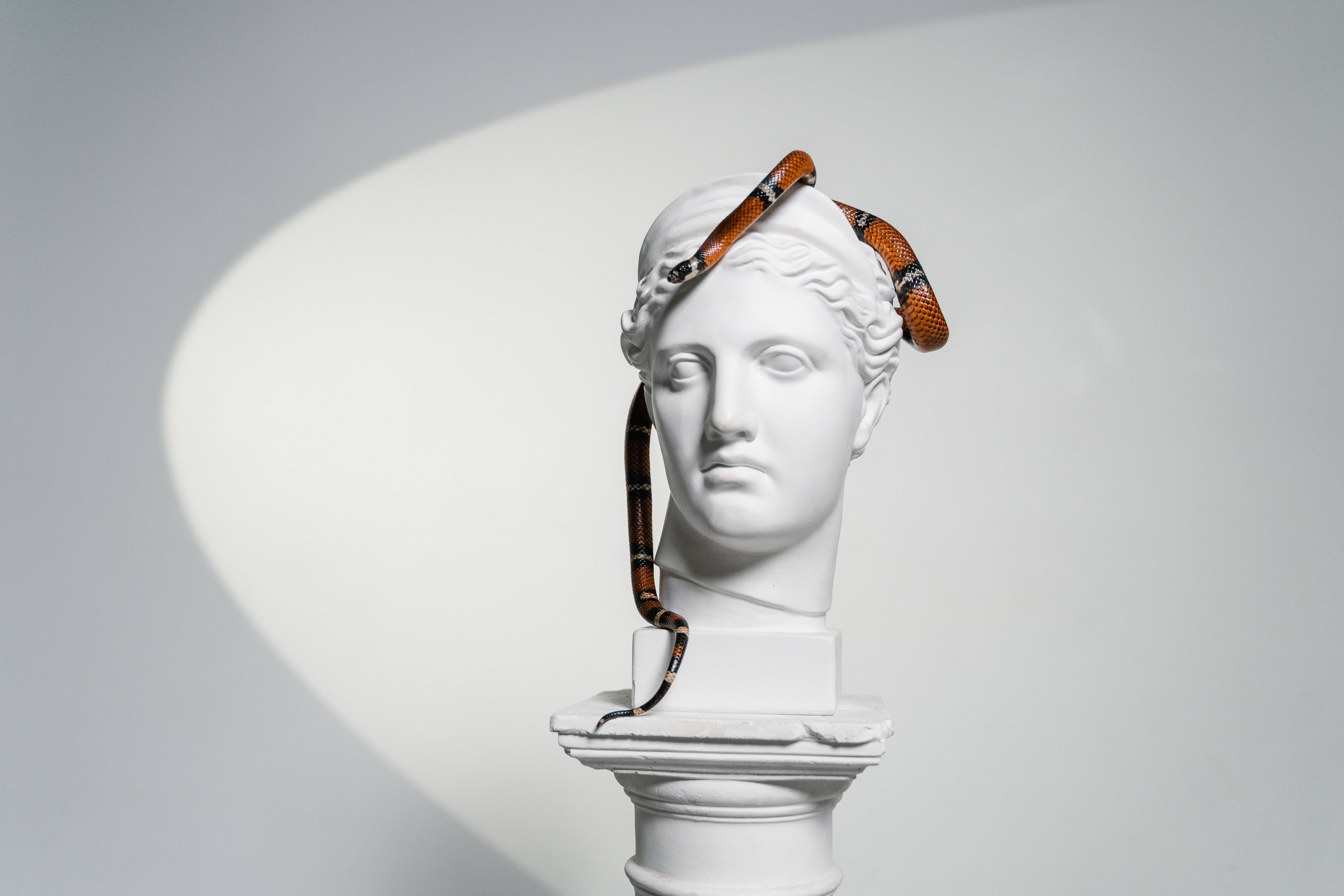 Sculpture 桌布 壁紙 — 一個古典人物的白色大理石半身像，有一條鮮豔的橙色、黑色和白色蛇纏繞在頭部和頸部。