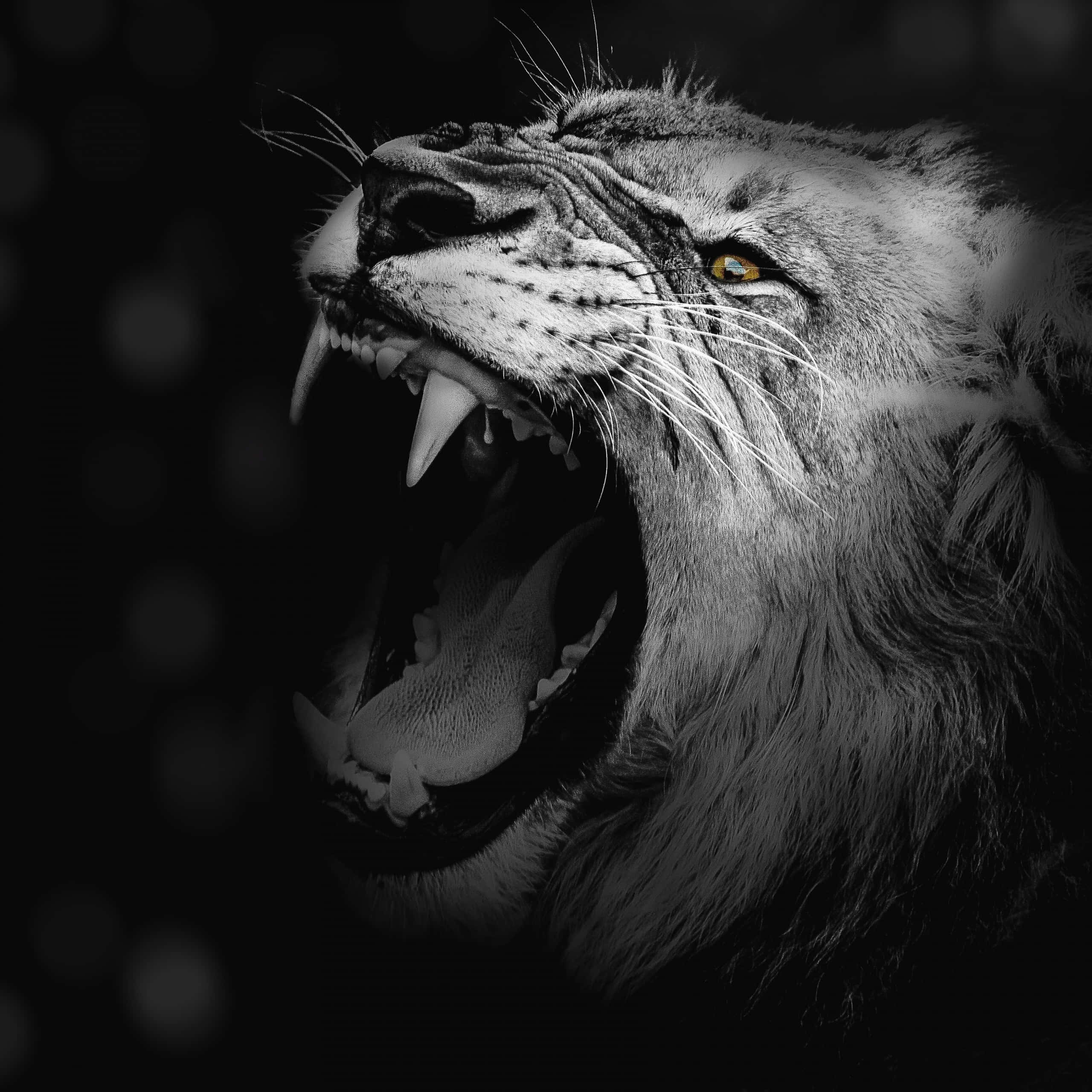 Roaring Lion 桌布 壁紙 — 一個咆哮的獅子頭，以戲劇性的黑白呈現，一隻發光的黃色眼睛，背景是黑暗模糊的。