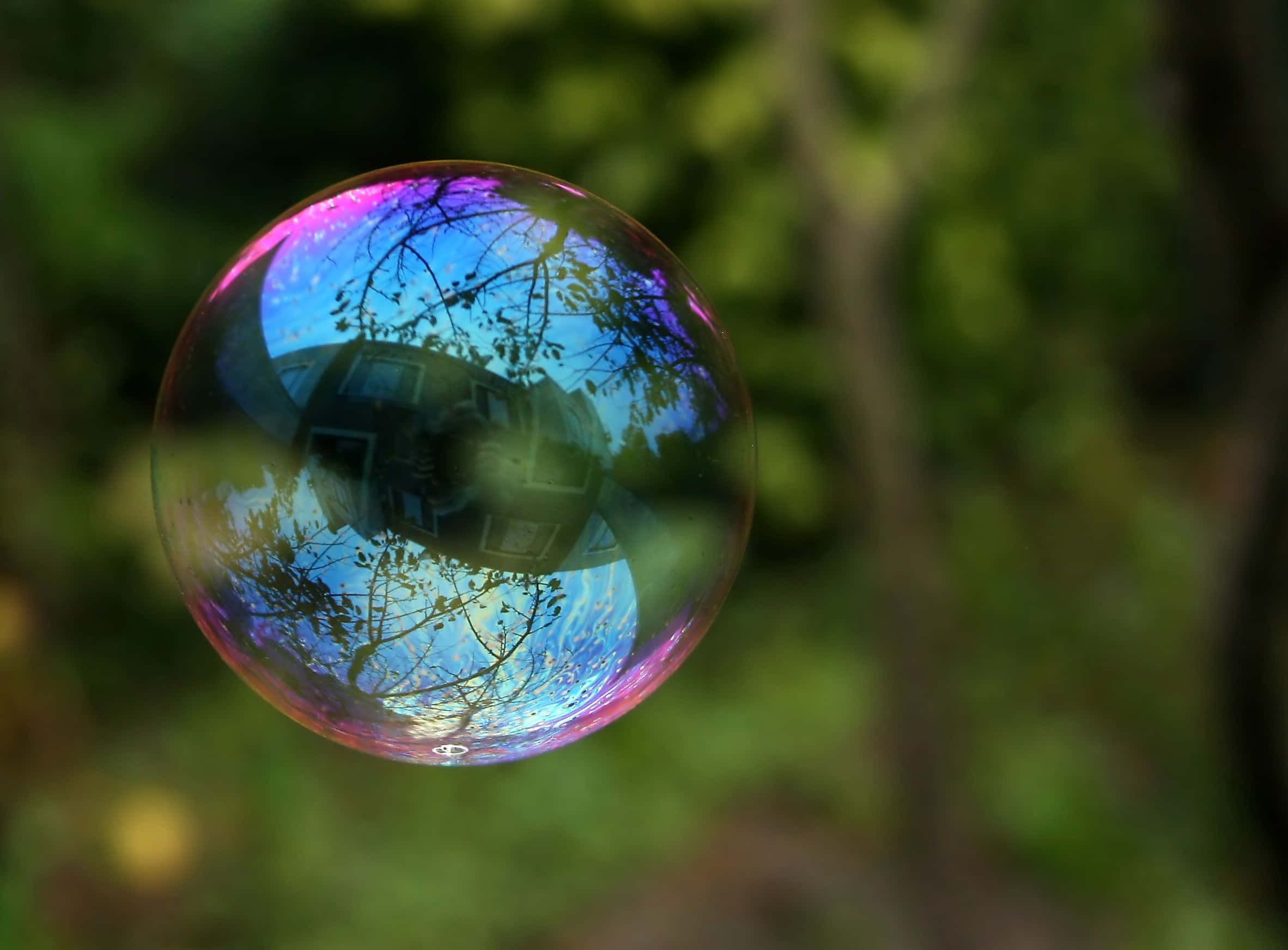 Bubble 桌布 壁紙 — 一個單一的彩虹色肥皂泡漂浮在模糊的綠色森林背景上，反射著天空和樹木。