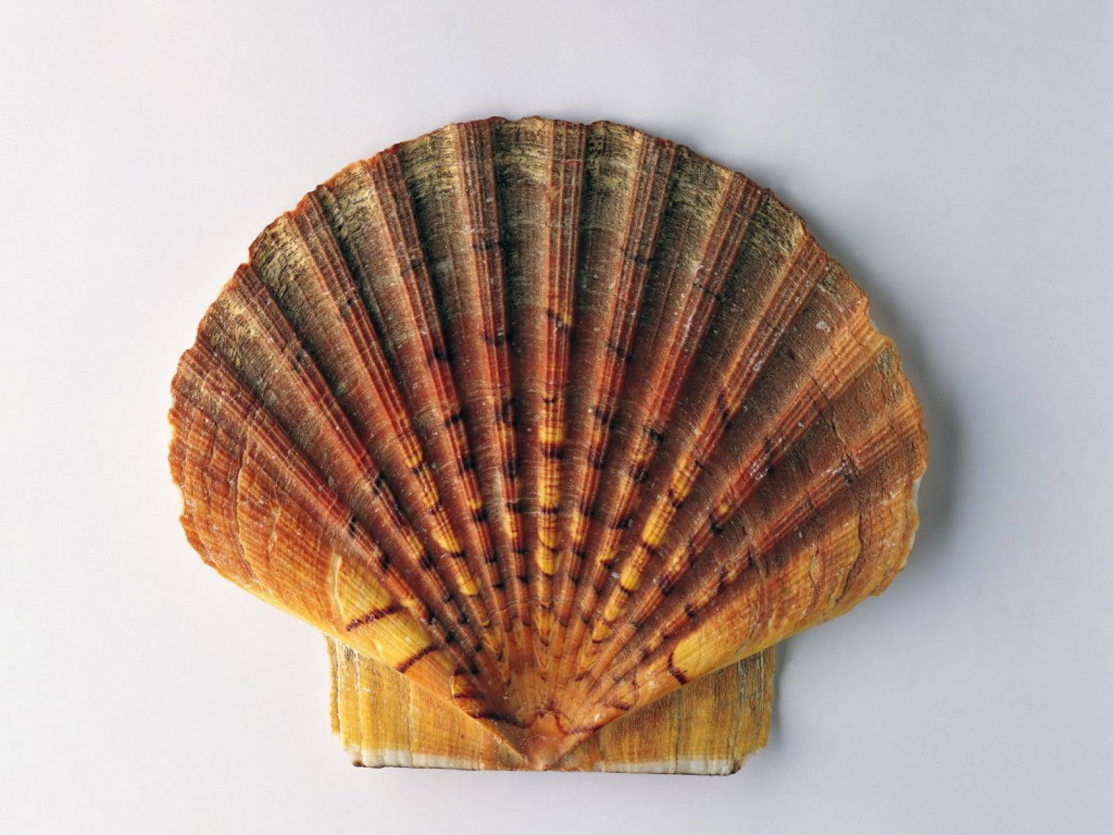 Seashell 桌布 壁紙 — 一個單一的扇貝殼，帶有複雜的脊紋和溫暖的棕黃色調，放置在純白色的表面上。
