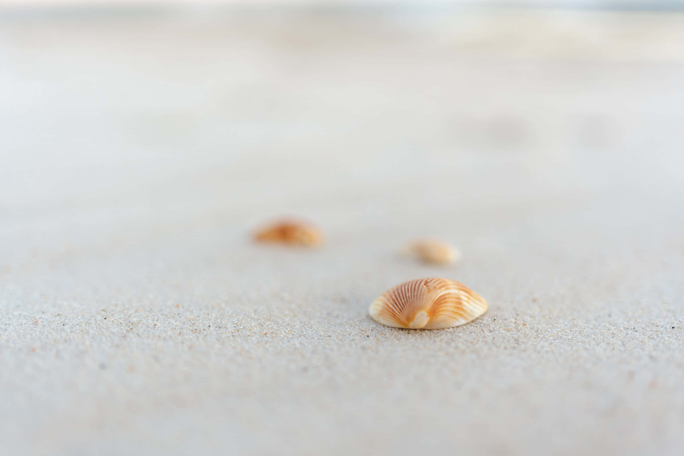 Shell 桌布 壁紙 — 一個單一紋理貝殼的特寫，擱在柔軟的淺色沙子上，背景貝殼模糊。