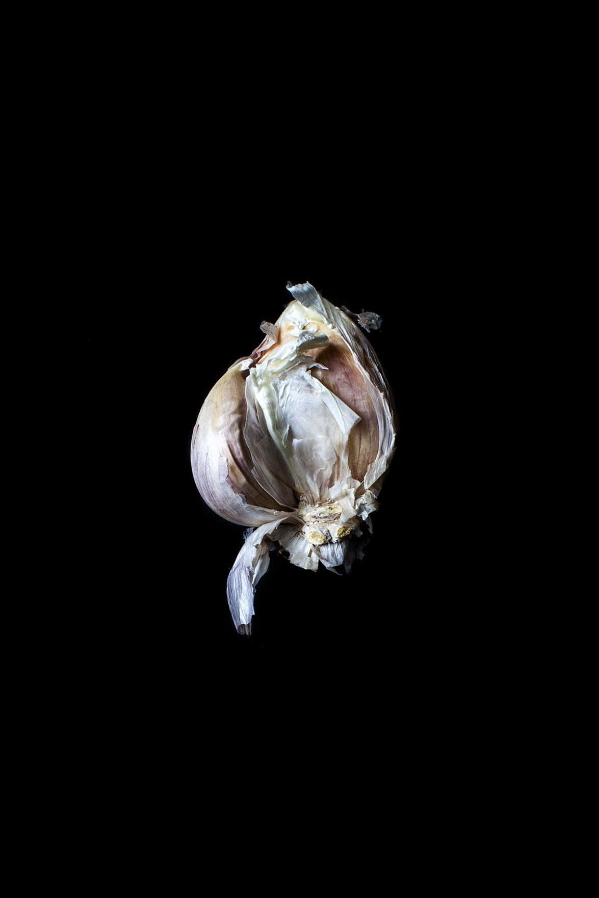 Black Garlic 桌布 壁紙 — 一個單獨的蒜頭，紙質外皮被剝開，襯托在純黑背景上。