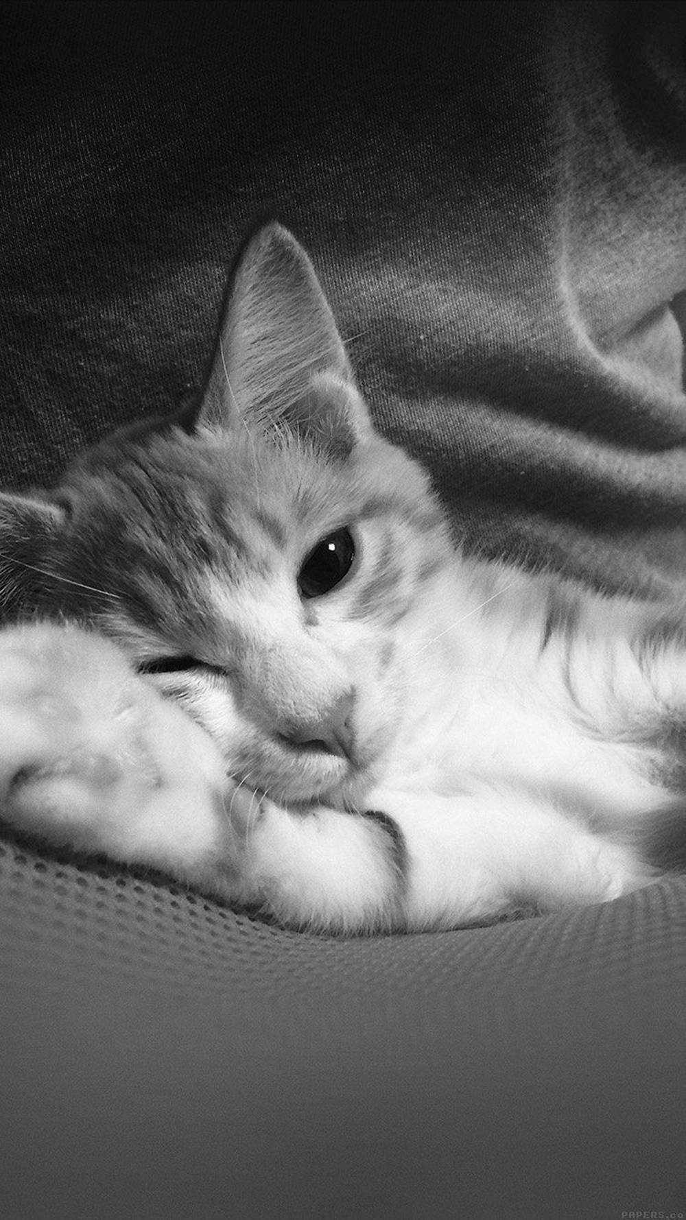 Sleepy Cat 桌布 壁紙 — 一個單色特寫，一隻睡眼惺忪的貓咪在有紋理的表面上將頭枕在爪子上。