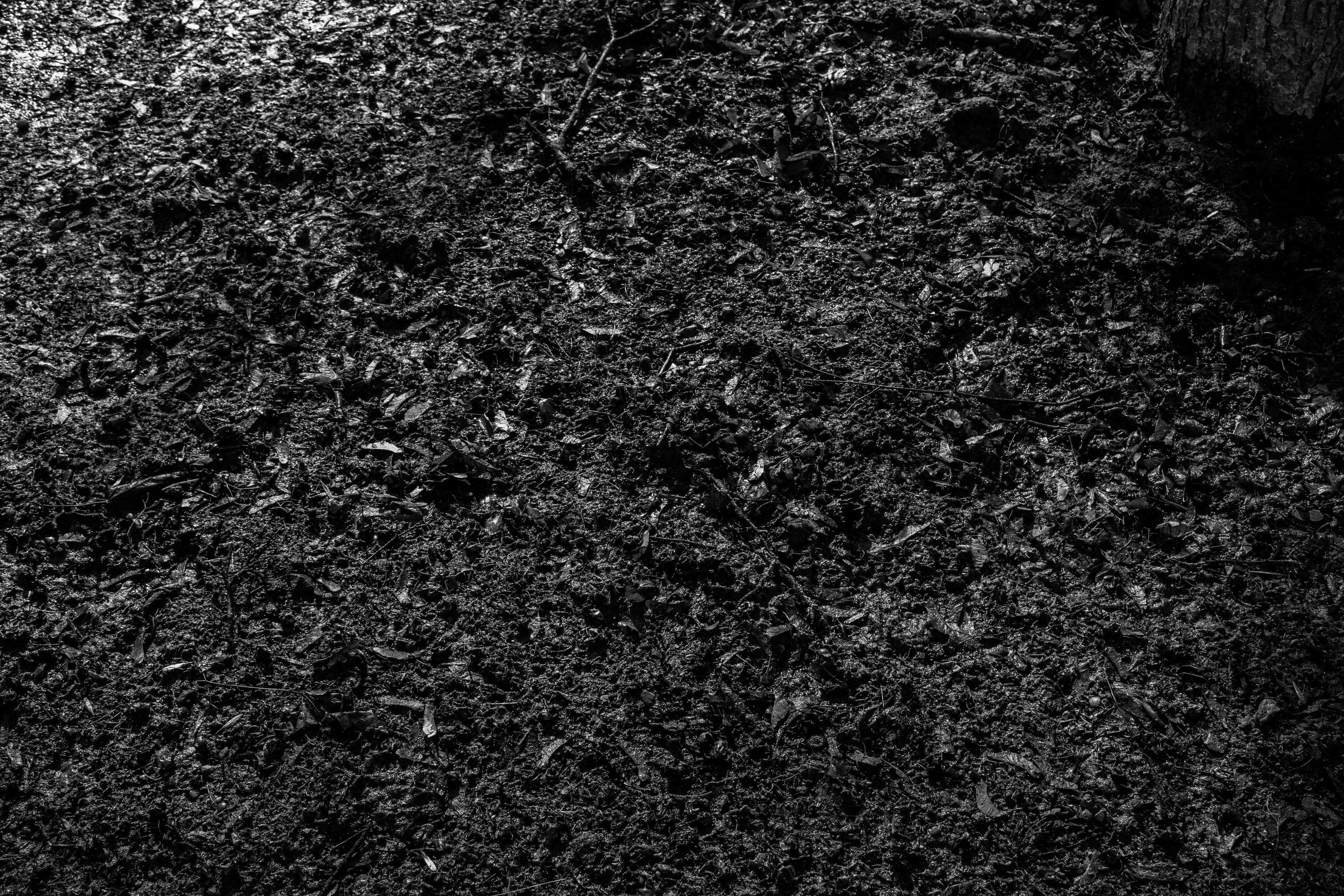 Dirt 桌布 壁紙 — 一個單色特寫，拍攝了在斑駁光線下覆蓋著腐爛樹葉和樹枝的紋理森林地面。