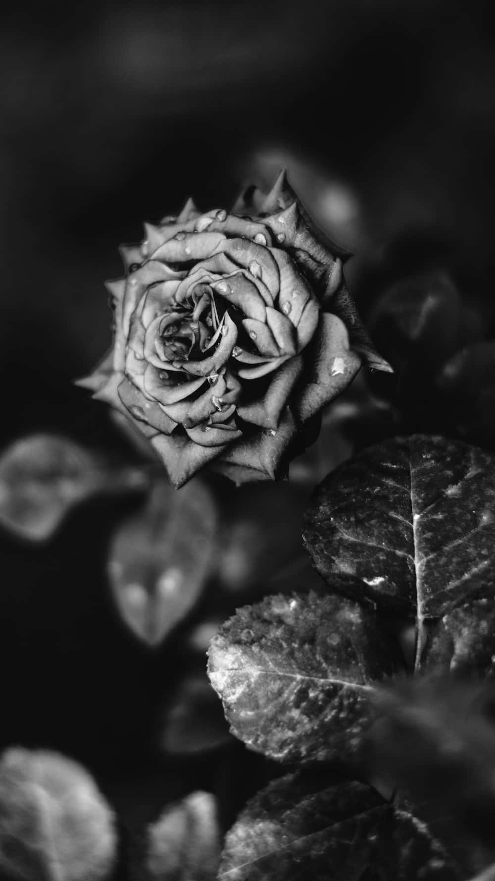 Cool Black And White 桌布 壁紙 — 一個單色特寫鏡頭，捕捉到沾有露水的玫瑰花蕾，花瓣精緻，葉片模糊，呈現柔和焦點。