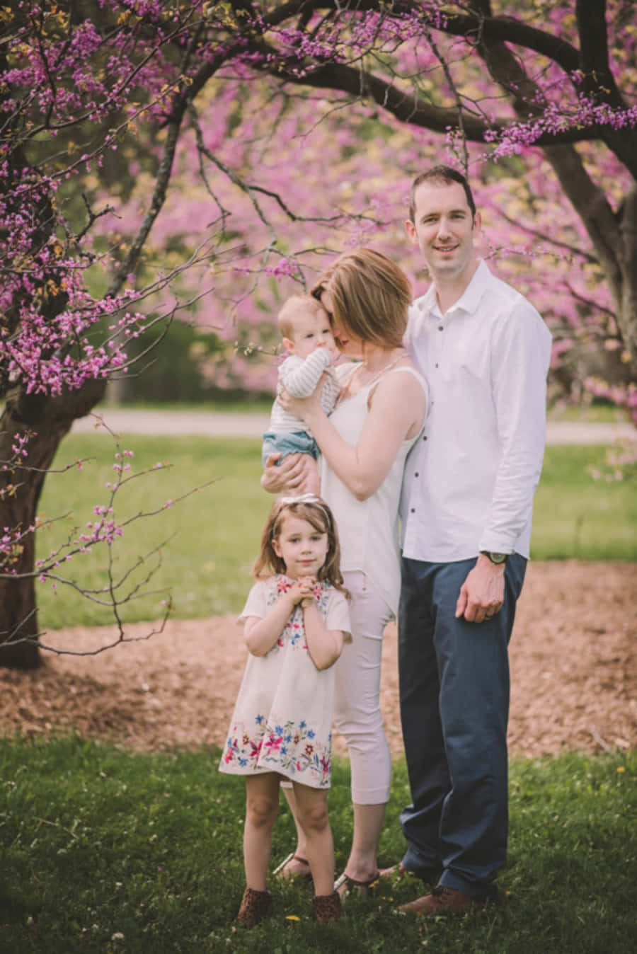 Spring Family 桌布 壁紙 — 一個四口之家在陽光明媚的公園裡，站在盛開的粉紅色櫻花樹下，柔軟的綠草地上擺姿勢。