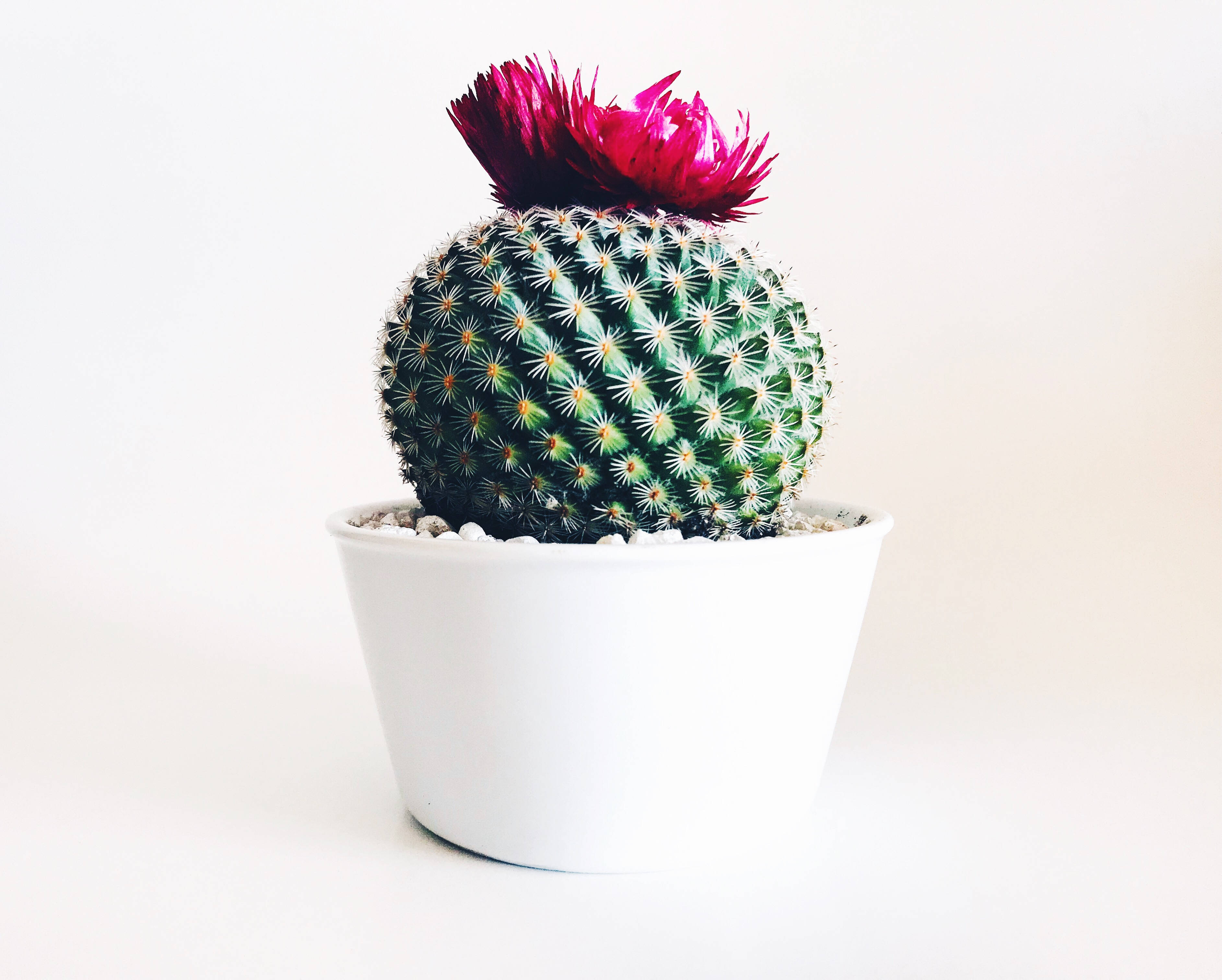 Cactus 桌布 壁紙 — 一個圓形綠色仙人掌，帶有白色刺和鮮豔的洋紅色花朵，在白色花盆中綻放，背景是潔淨的白色。
