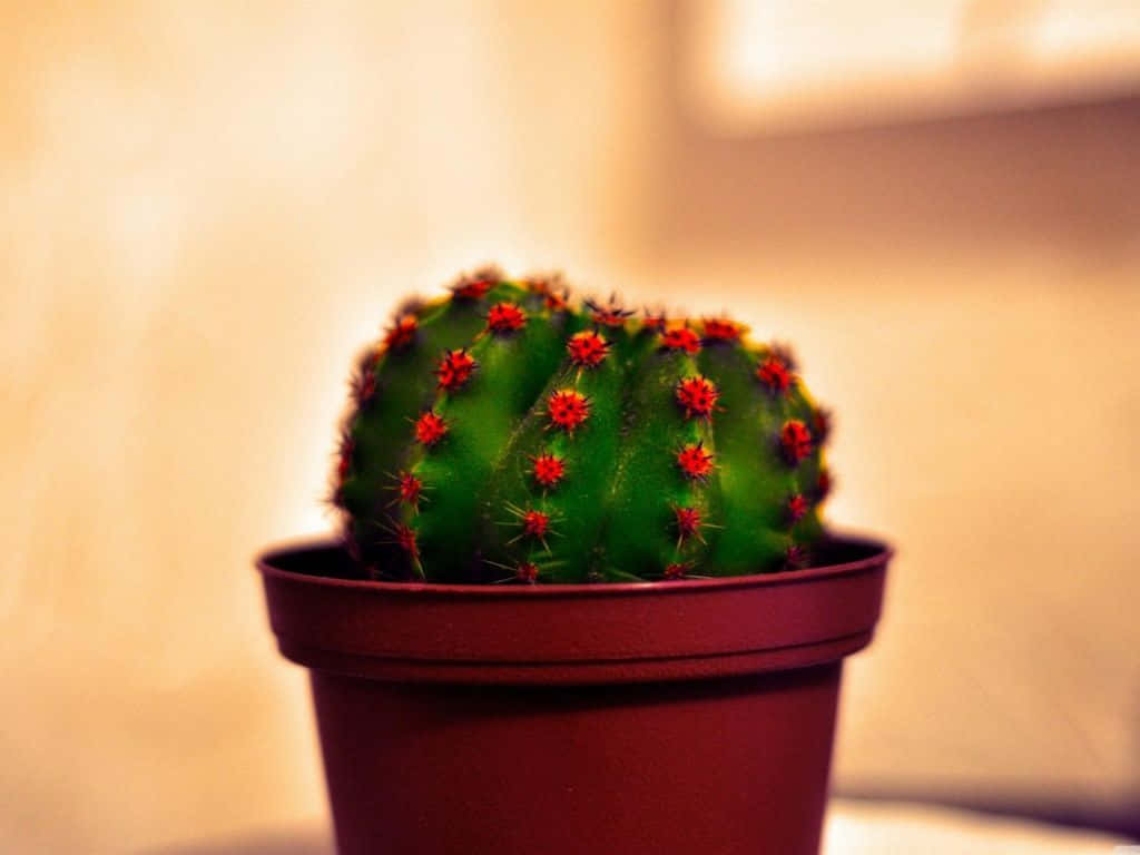 Cactus 桌布 壁紙 — 一個圓形綠色仙人掌帶有紅色乳頭，放在一個深棕色花盆中，背景溫暖模糊。