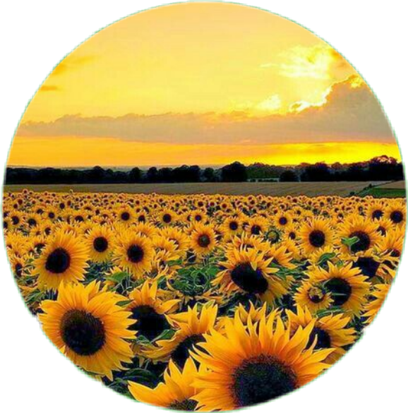 美學 Tumblr 桌布 壁紙 — 一個圓形視角，廣闊的向日葵田在金色夕陽天空和柔軟雲朵下閃耀。