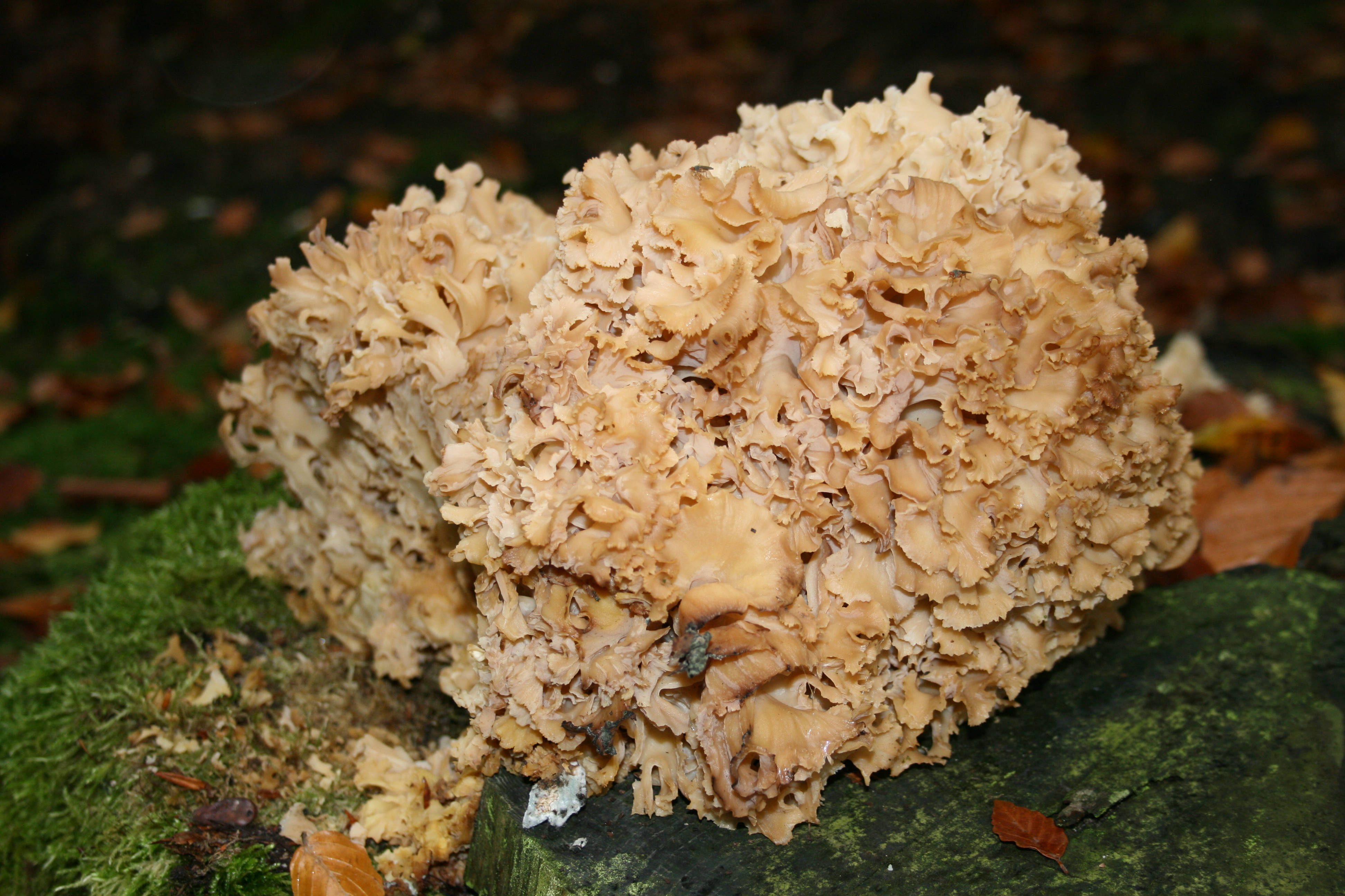 Cute Mushroom 桌布 壁紙 — 一個大型、有紋理的黃褐色真菌在長滿苔蘚的木頭上以複雜的層次生長，周圍散落著秋天的落葉。