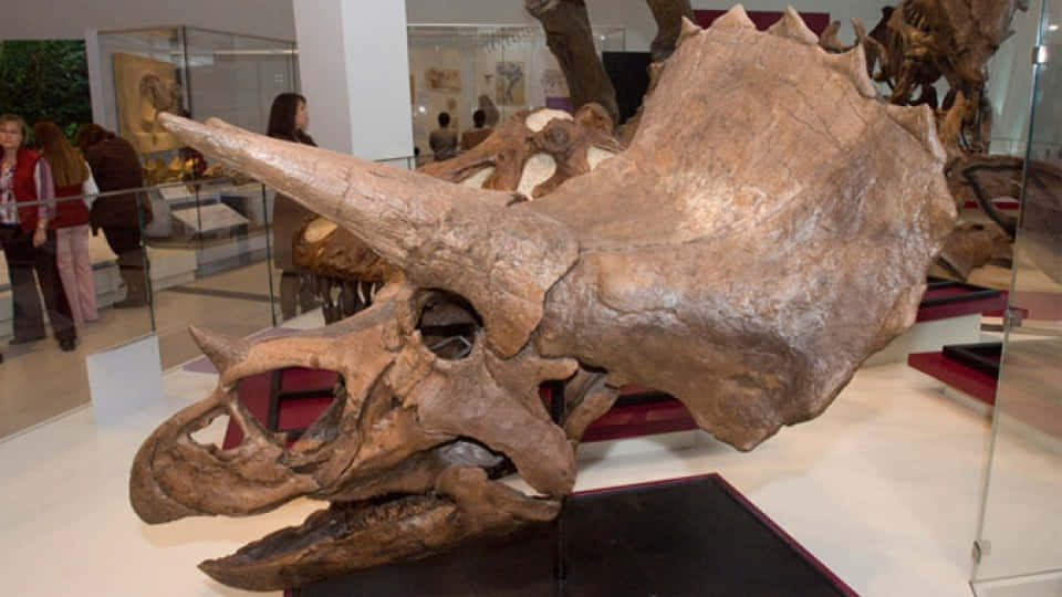 Triceratops 桌布 壁紙 — 一個大型三角龍頭骨化石在博物館展出，背景有參觀者在觀察。