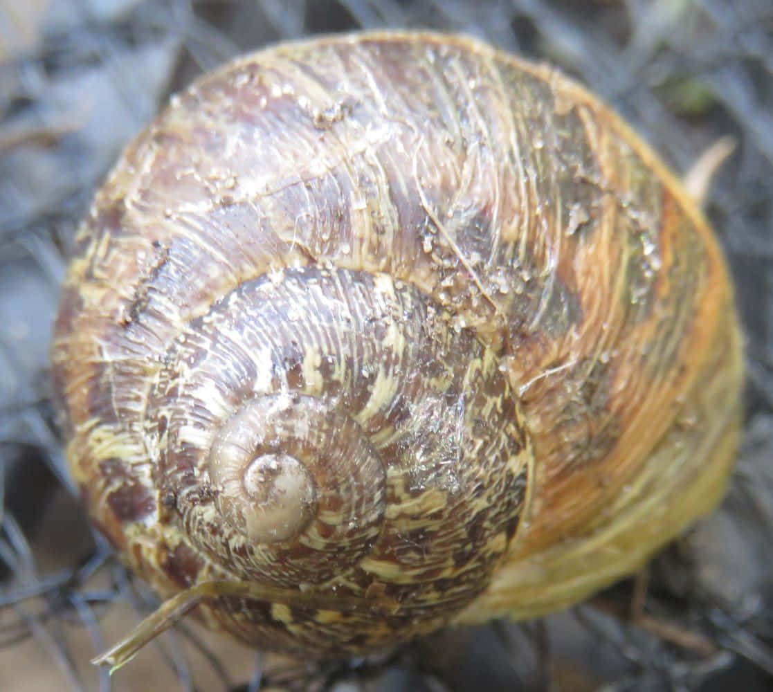 Snail 桌布 壁紙 — 一個大型棕色和黃色蝸牛殼的特寫，放在潮濕的泥土上，可見紋理和螺旋圖案。