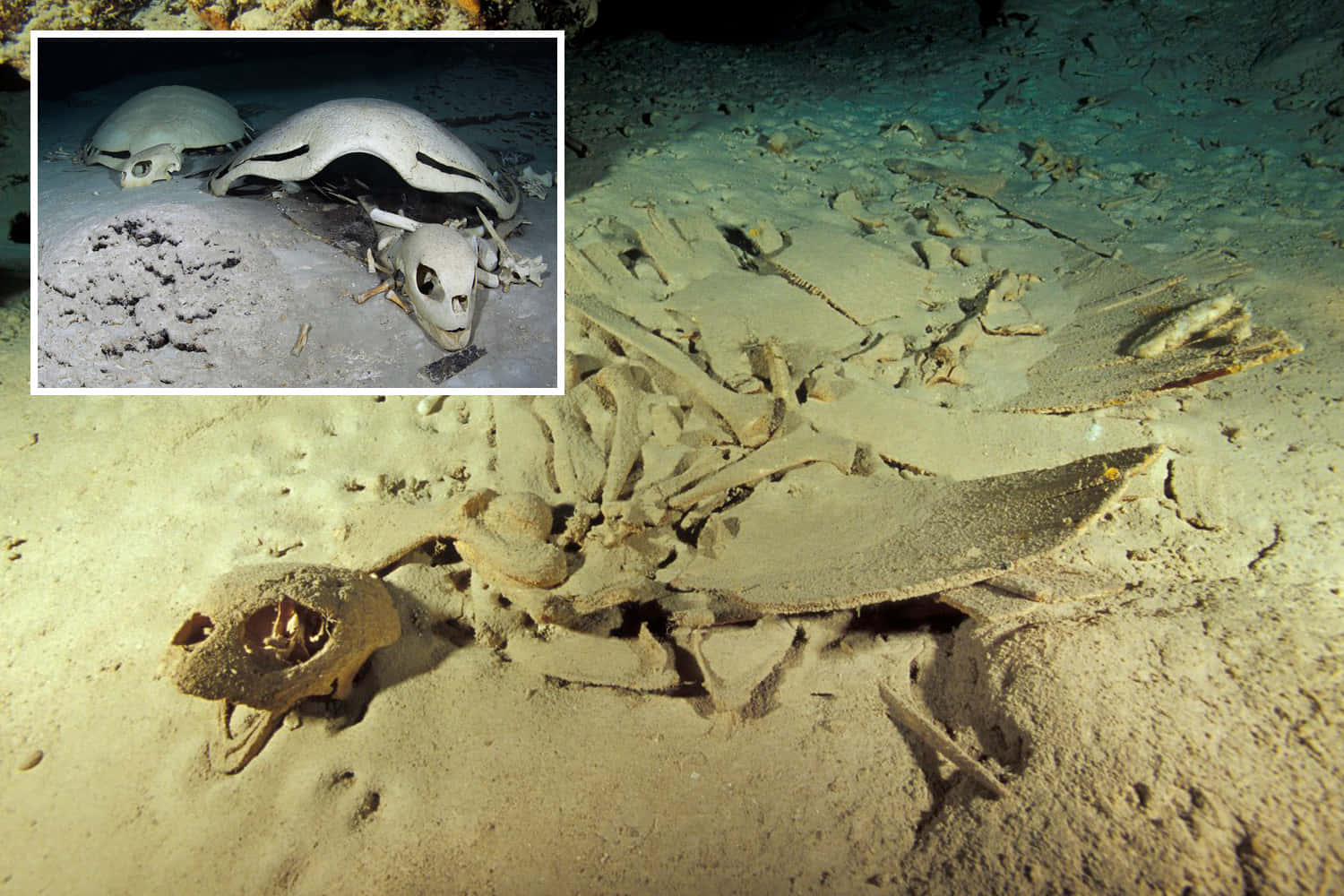 Underwater Scary Ocean 桌布 壁紙 — 一個大型海龜骨骼躺在沙質海床上，插圖照片顯示附近完整的海龜。