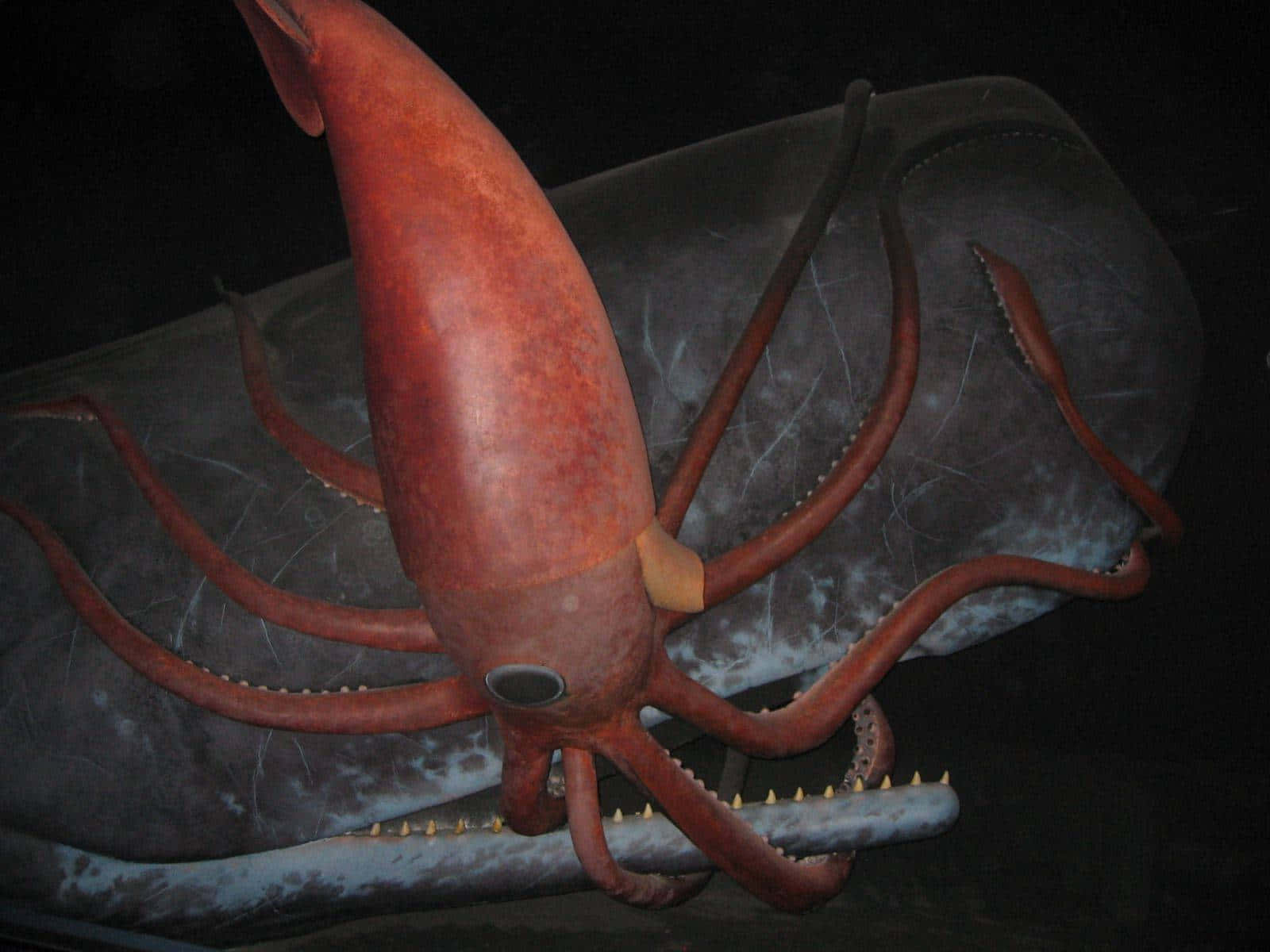 Giant Squid 桌布 壁紙 — 一個大型的紅色魷魚模型，有尖銳的喙和觸手，在黑暗環境中夾住一個灰色鯨魚模型。