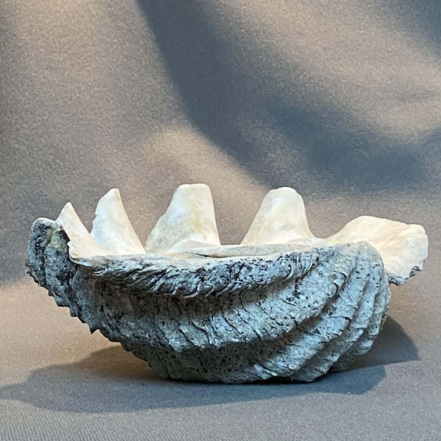 Clam Shell 桌布 壁紙 — 一個大型紋理牡蠣殼，外部有棱紋，內部有光滑的棱紋，放置在灰色布料表面上。