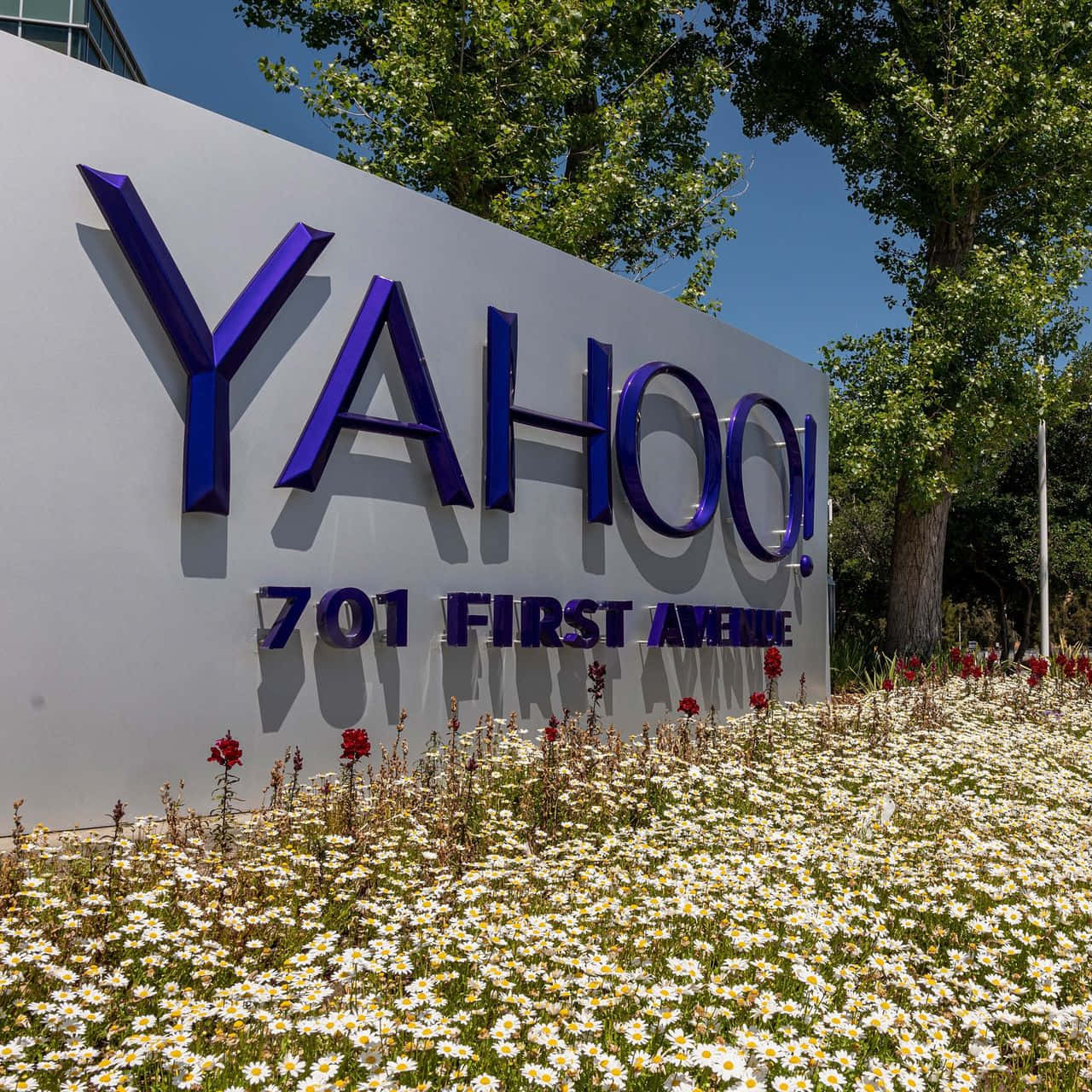 Yahoo 桌布 壁紙 — 一個大型紫色Yahoo標誌豎立在白色牆壁前，前面有一片白色雛菊和紅色花朵，在晴朗的藍天下。