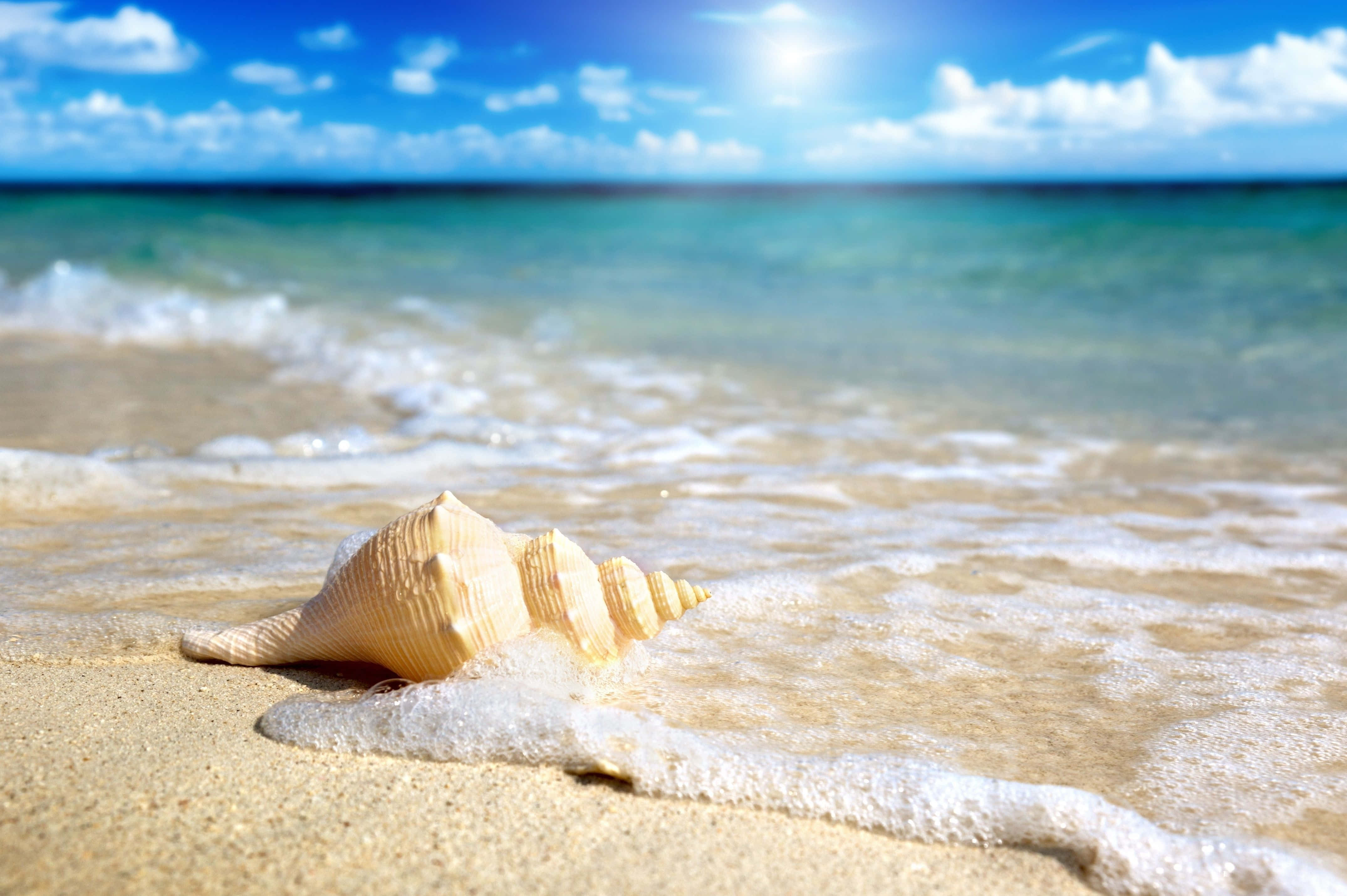 Seashell 桌布 壁紙 — 一個大型螺旋貝殼躺在金色沙灘上，溫柔的海浪在藍天白雲下緩緩湧來。