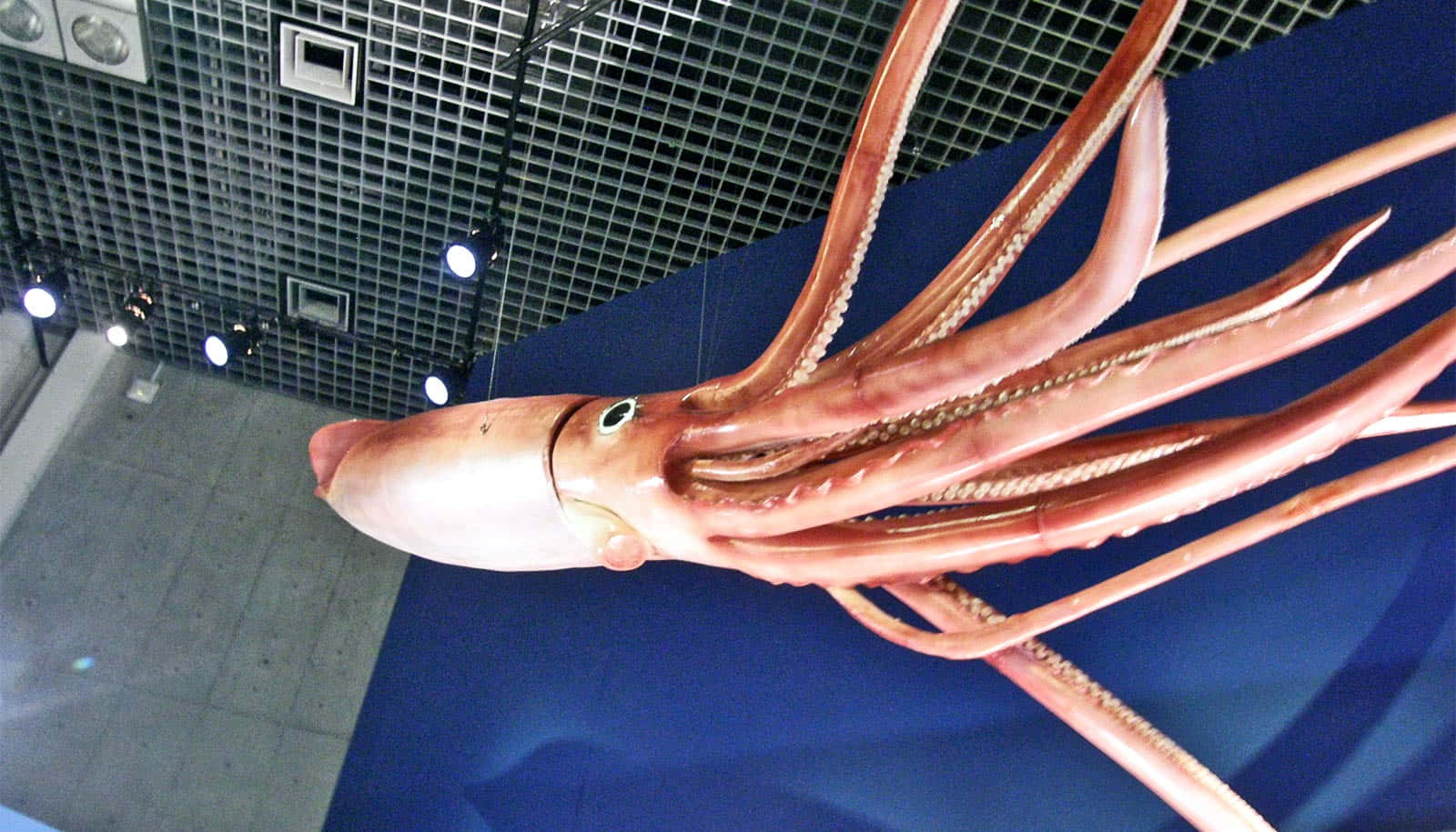 squid 桌布 壁紙 — 一個大型逼真的巨型魷魚模型，懸掛在天花板上，上方有網格面板和聚光燈。