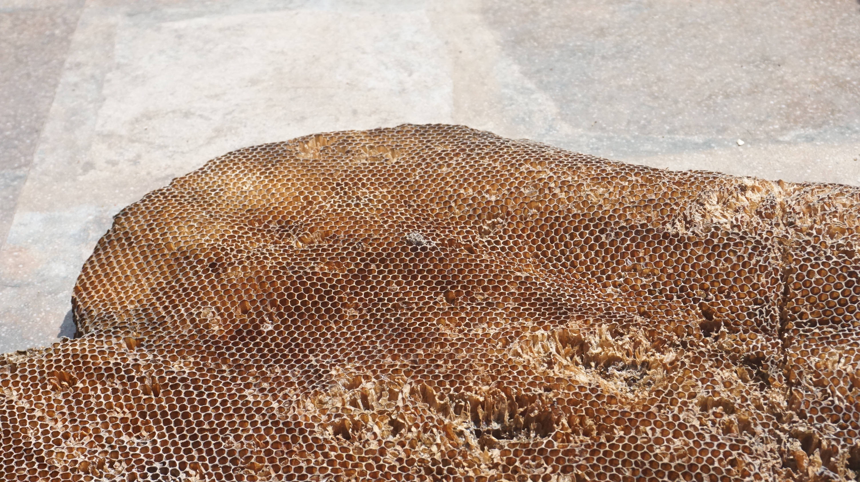 Honeycomb 桌布 壁紙 — 一個大型風化蜂巢放置在混凝土表面上，在明亮的陽光下顯露出複雜的六角形蜂室和自然紋理。