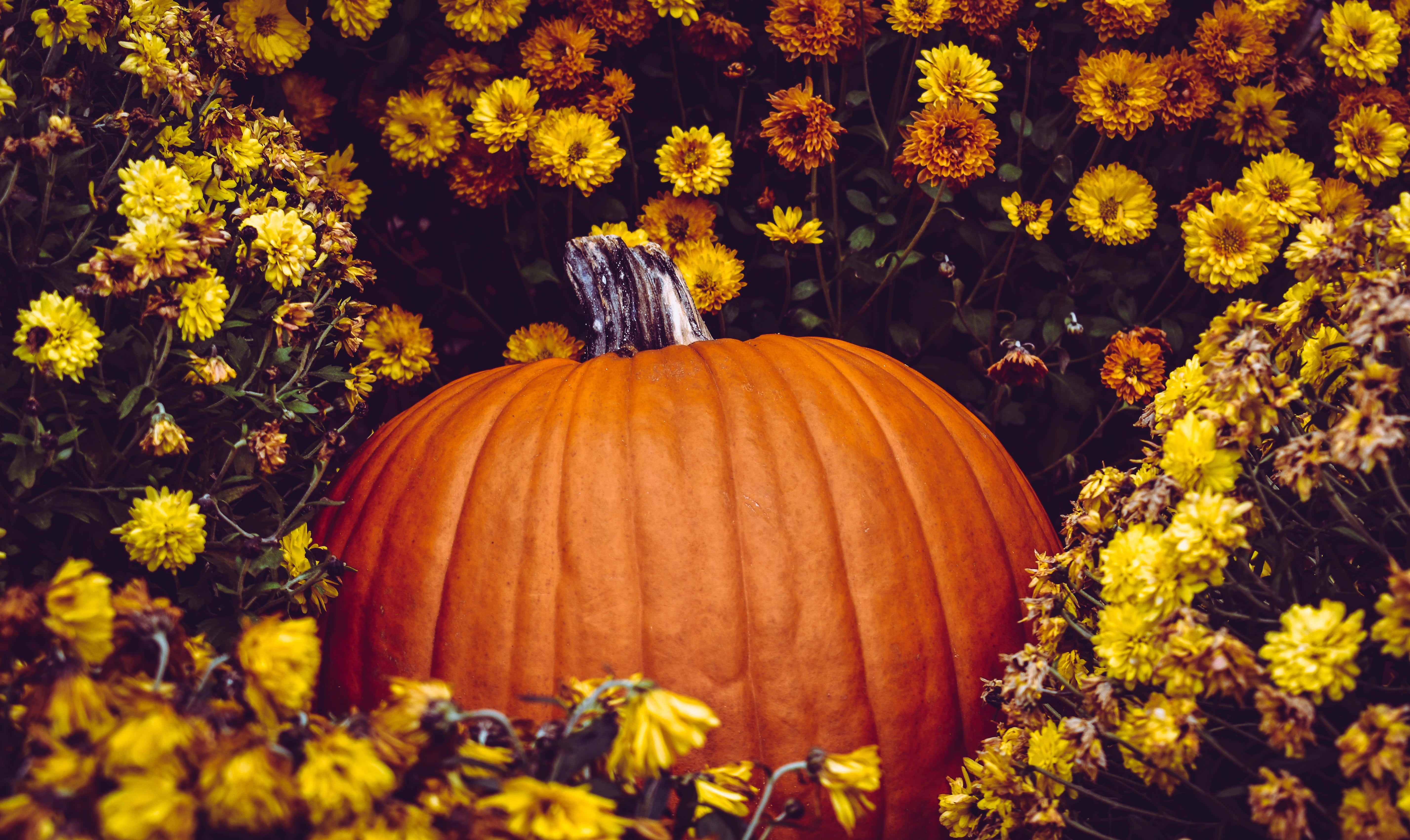 Pumpkin Patch 桌布 壁紙 — 一個大橙色的南瓜藏在充滿活力的黃色菊花中，在一個豐富的秋日花園裡。