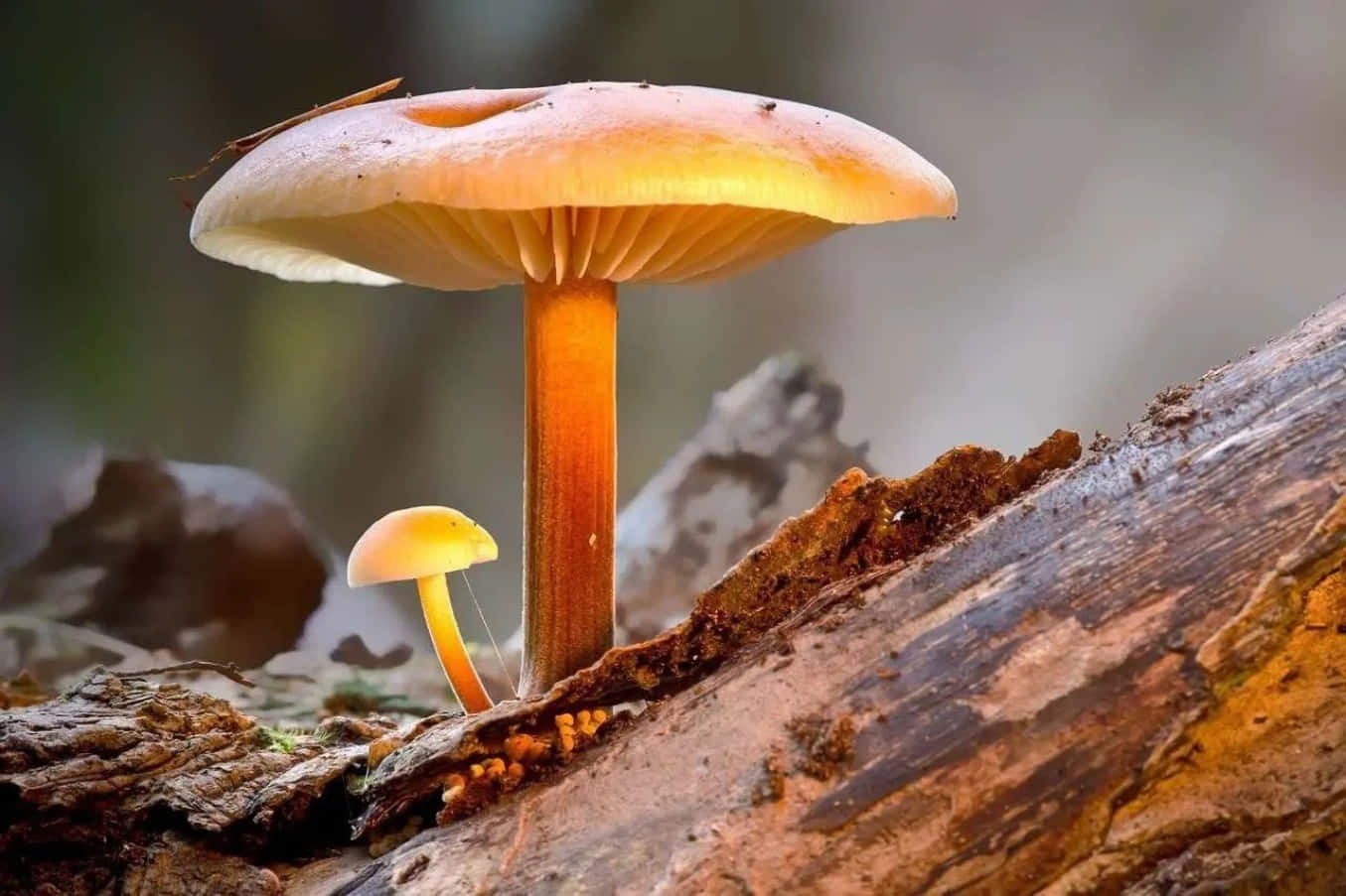 Magic Mushroom 桌布 壁紙 — 一個大橙色蘑菇連同一個較小的同伴，從一條風化的木頭生長在柔焦的森林地面上。