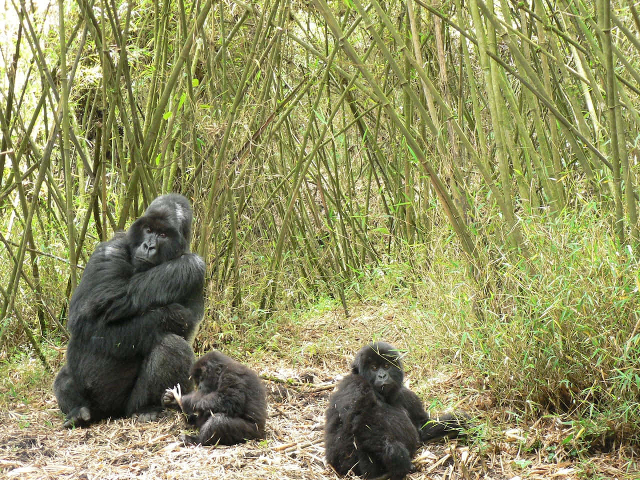 Gorilla 桌布 壁紙 — 一個大猩猩家庭在陽光明媚的森林空地上，靜靜地坐在高大的綠色竹莖之間。