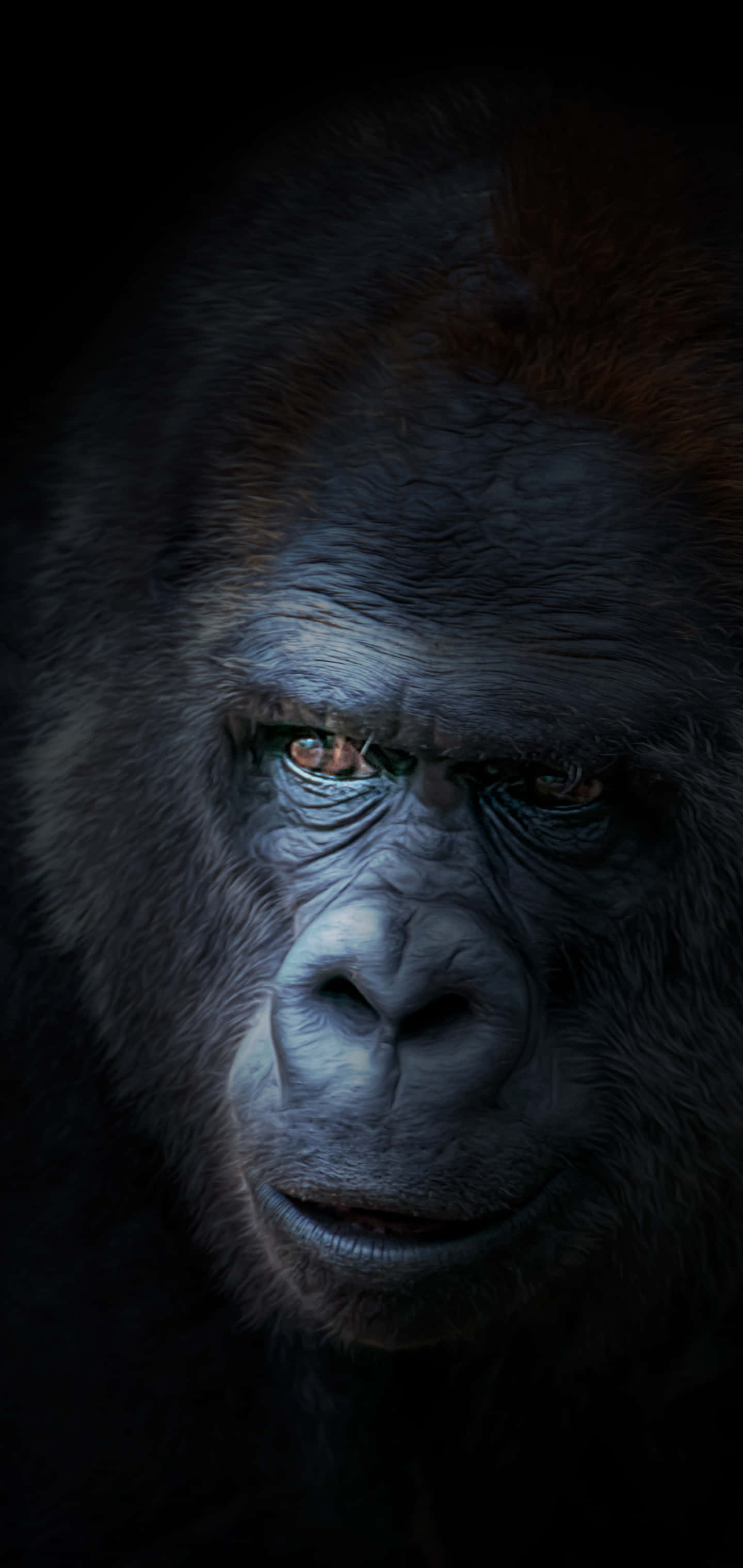Gorilla 桌布 壁紙 — 一個大猩猩強烈面孔的特寫肖像，在黑色背景下由戲劇性燈光照亮。