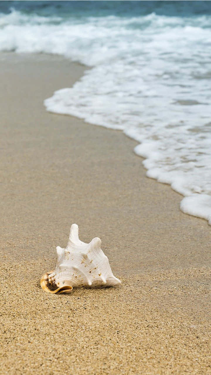Pretty Ocean 桌布 壁紙 — 一個大的白色貝殼躺在金色的沙灘上，溫柔的海浪帶著白色泡沫湧來。
