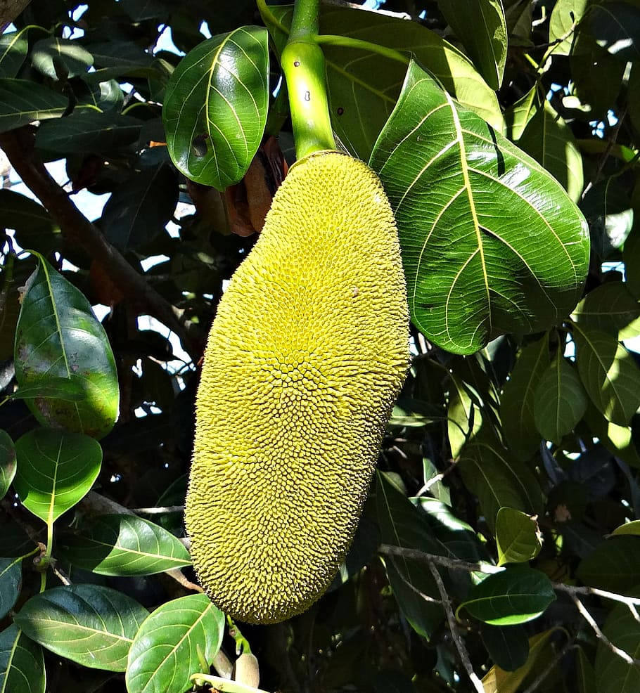 Fruit 桌布 壁紙 — 一個大的綠色波羅蜜掛在樹枝上，周圍是寬闊有光澤的葉子，在明亮陽光下。