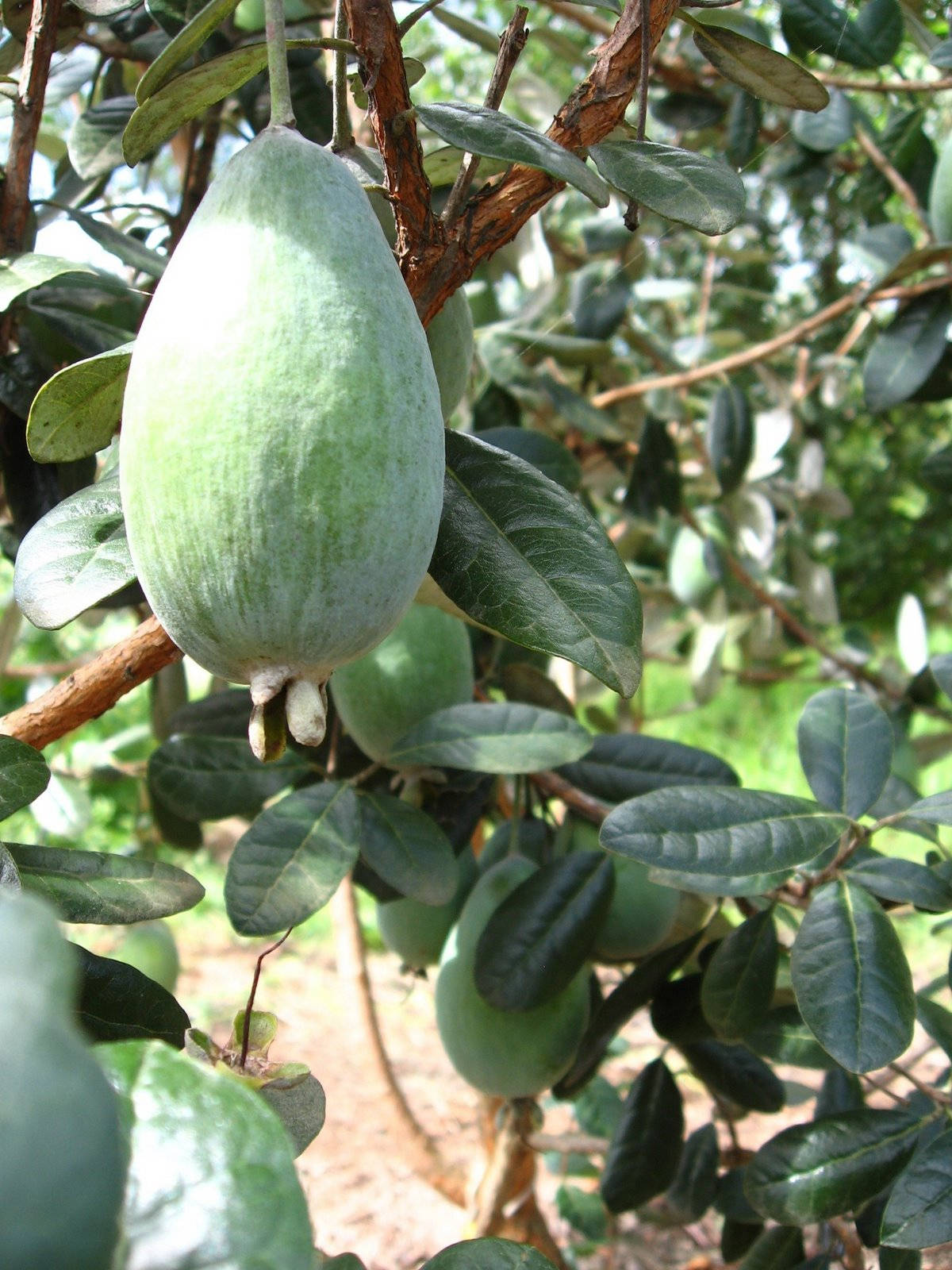 Fruit 桌布 壁紙 — 一個大的綠色菲油果實從樹枝上顯眼地垂下，周圍是茂密的深綠色葉子。