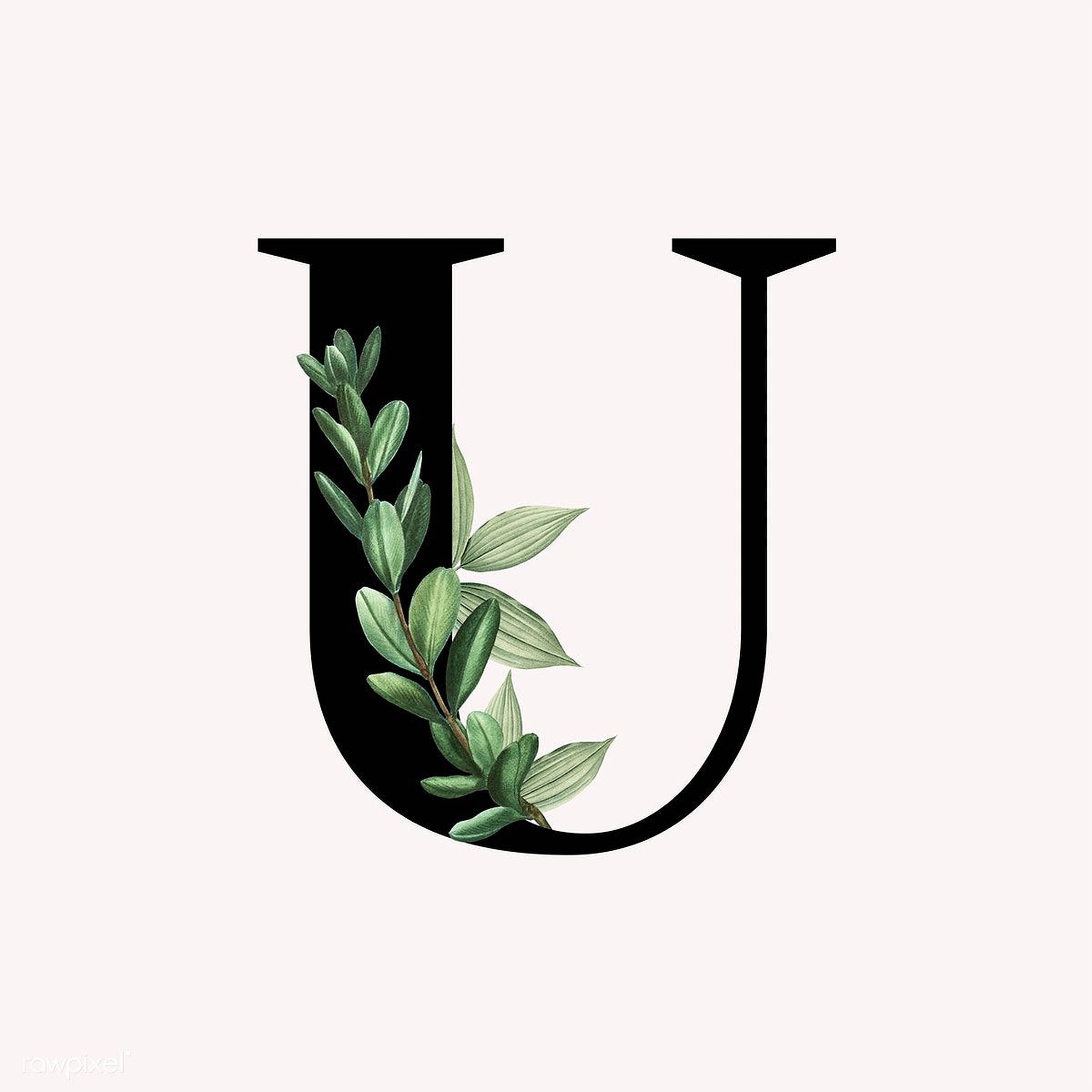 U 桌布 壁紙 — 一個大膽的黑色字母U，飾以精緻的綠色樹枝，襯托在柔和的米白色背景上。