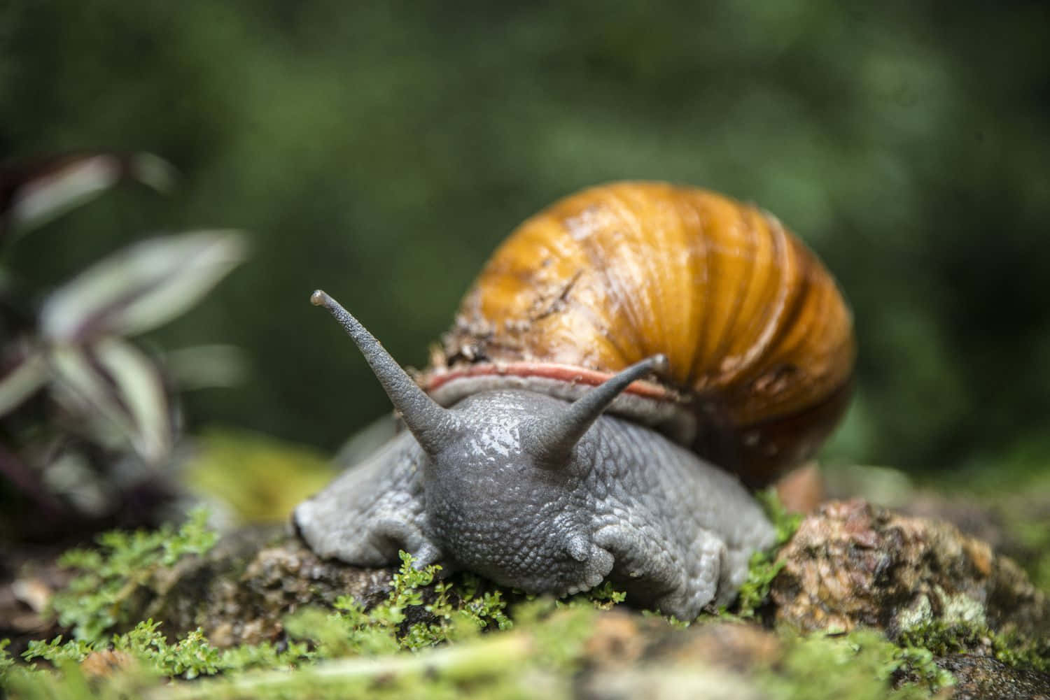 Snail 桌布 壁紙 — 一個大蝸牛的特寫，牠有金啡色的殼，在茂密翠綠森林中長滿苔蘚的樹皮上爬行。