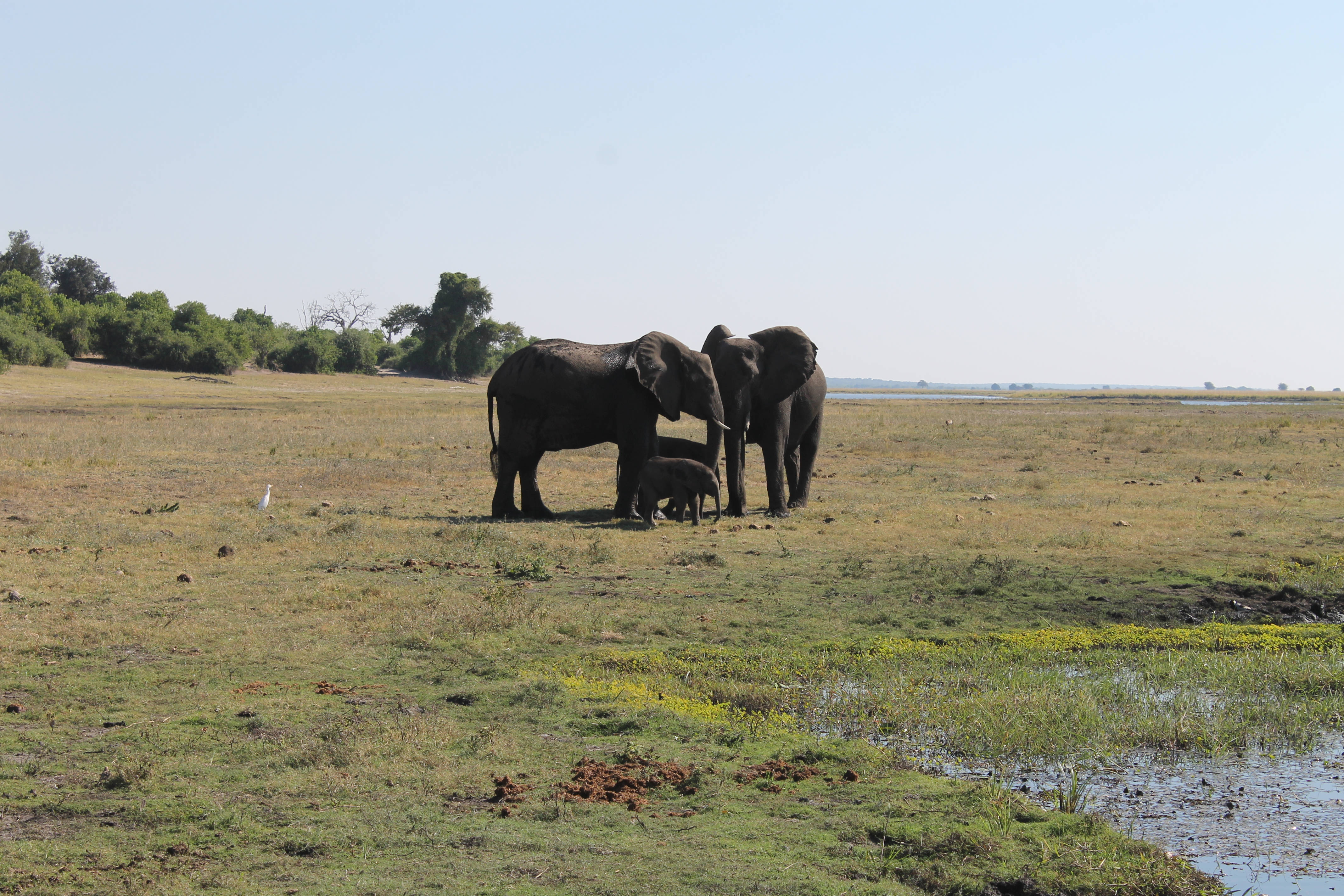 Zambia 桌布 壁紙 — 一個大象家庭，包括一頭小象，一起站在陽光明媚的稀樹草原上，附近有散落的樹木和一個泥濘的水坑。