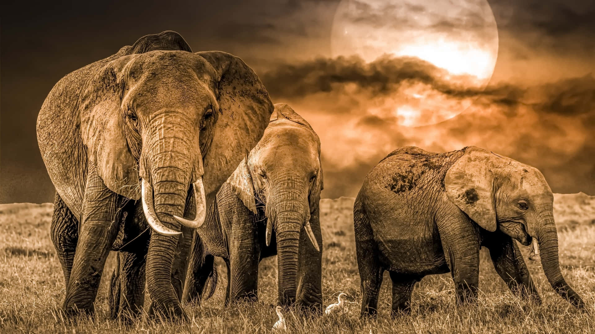 Elephant Laptop 桌布 壁紙 — 一個大象家庭在巨大發光的月亮下，穿過戲劇性的雲層，走過金色的稀樹草原。