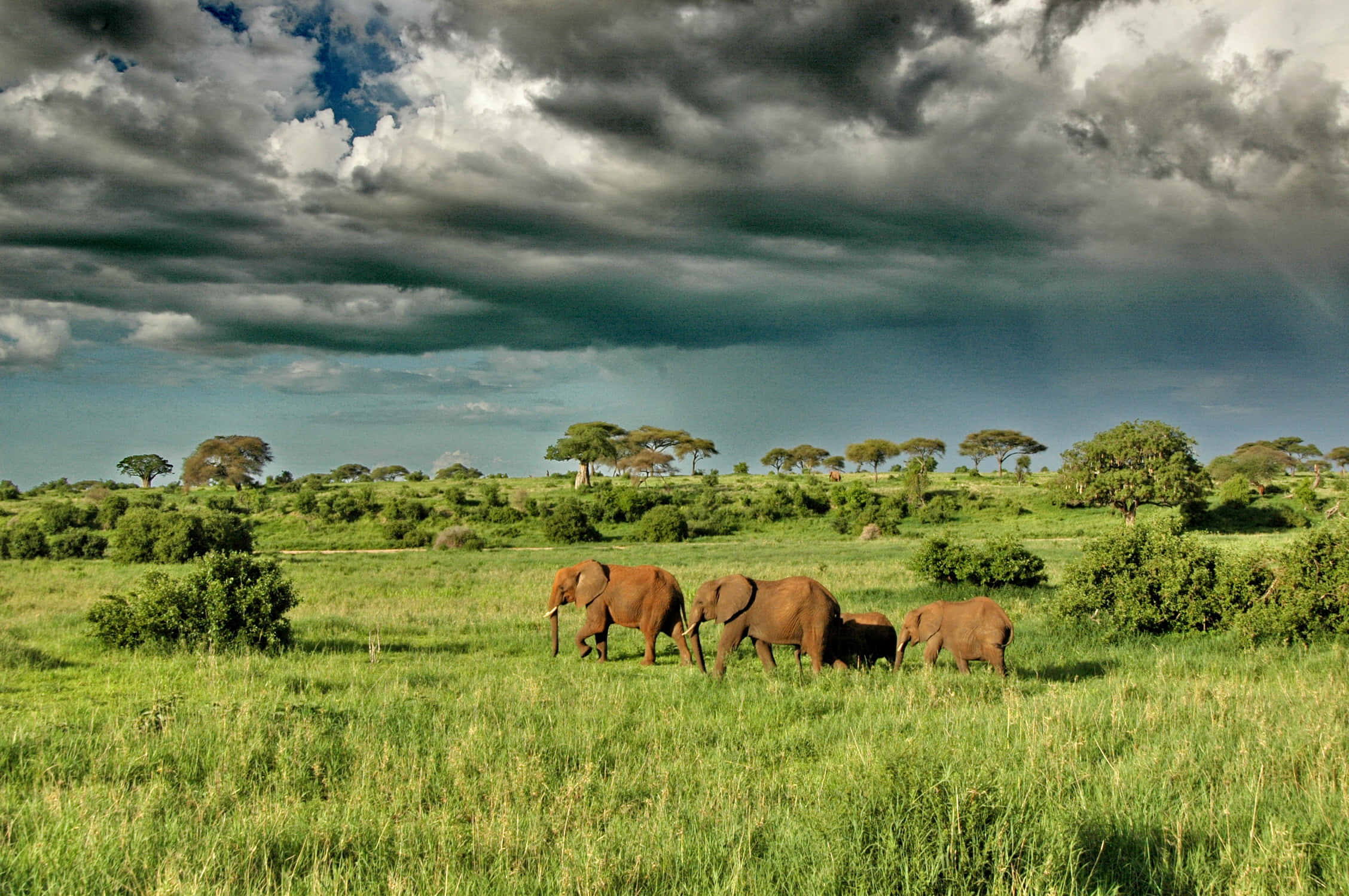Tanzania 桌布 壁紙 — 一個大象家族在茂密的綠色稀樹草原上吃草，天空烏雲密佈，暴風雨即將來臨。