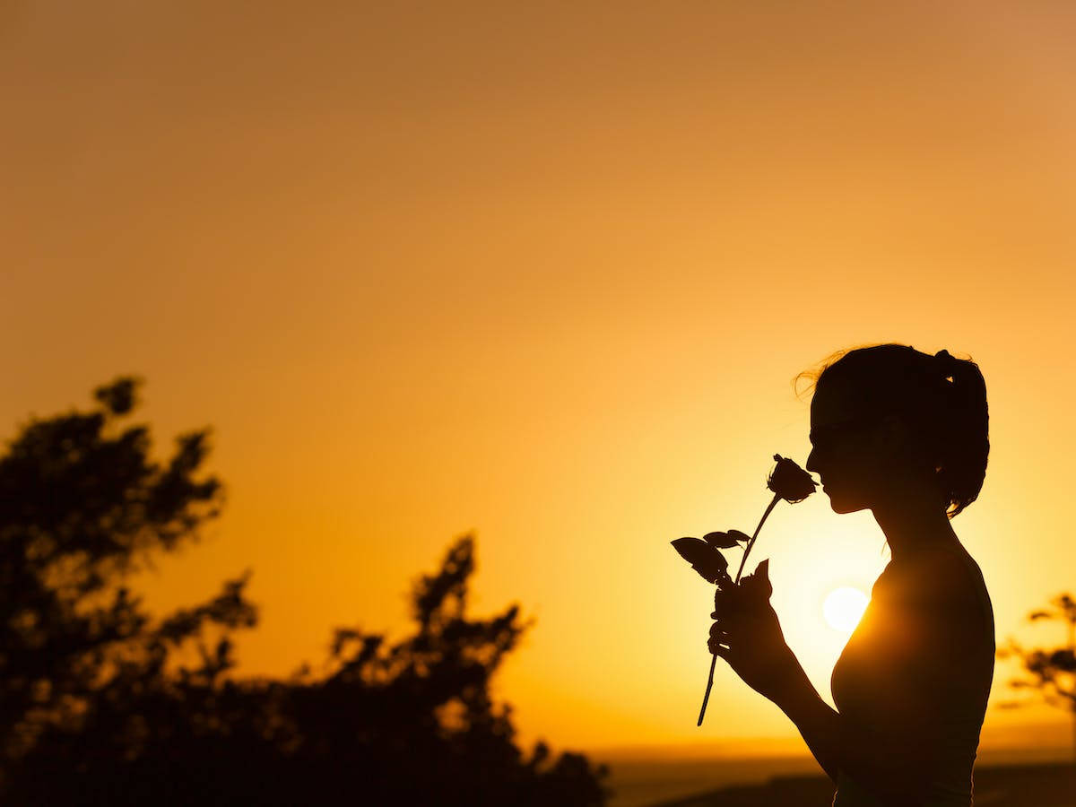 Silhouette 桌布 壁紙 — 一個女人的剪影，在溫暖金色日落天空和樹木背景下聞著一朵玫瑰。