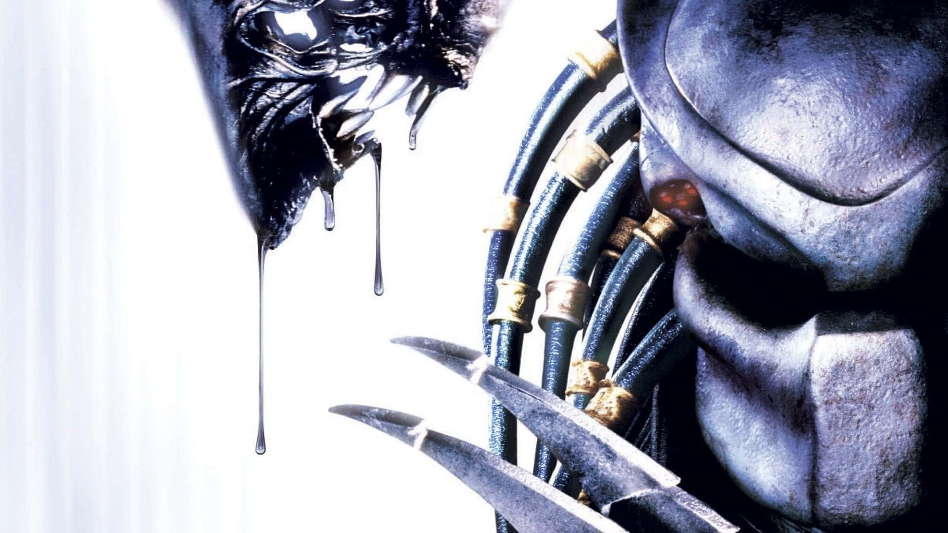 Film 桌布 壁紙 — 一個威脅性的特寫鏡頭，顯示鐵血戰士和異形在純白色背景上對峙，滴落黑色液體。