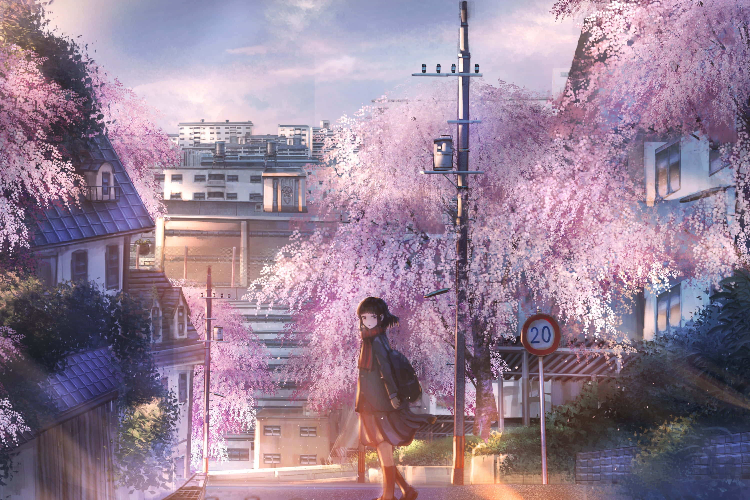 Anime Cherry Blossom 桌布 壁紙 — 一個孤獨的動漫女孩在日落時分走在寧靜的城市街道上，盛開的粉紅色櫻花樹下。