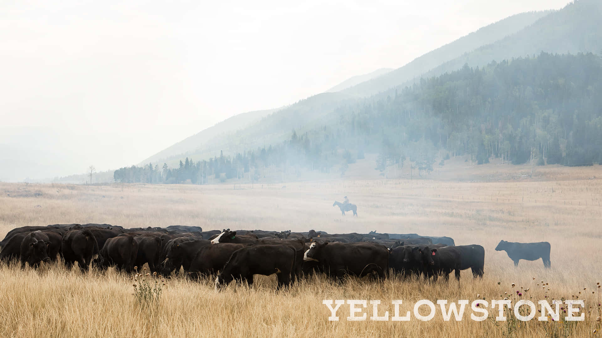 Yellowstone 桌布 壁紙 — 一個孤獨的牛仔騎著馬，在霧氣籠罩的森林山脈背景下，驅趕一大群黑牛穿過金色的草原。
